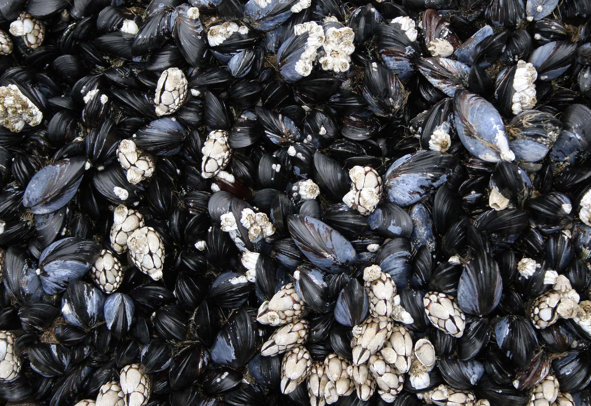 INVERTS - INTERTIDAL - MOLLUSCA - BIVALVE - MYTILUS CALIFORNIANUS.jpg