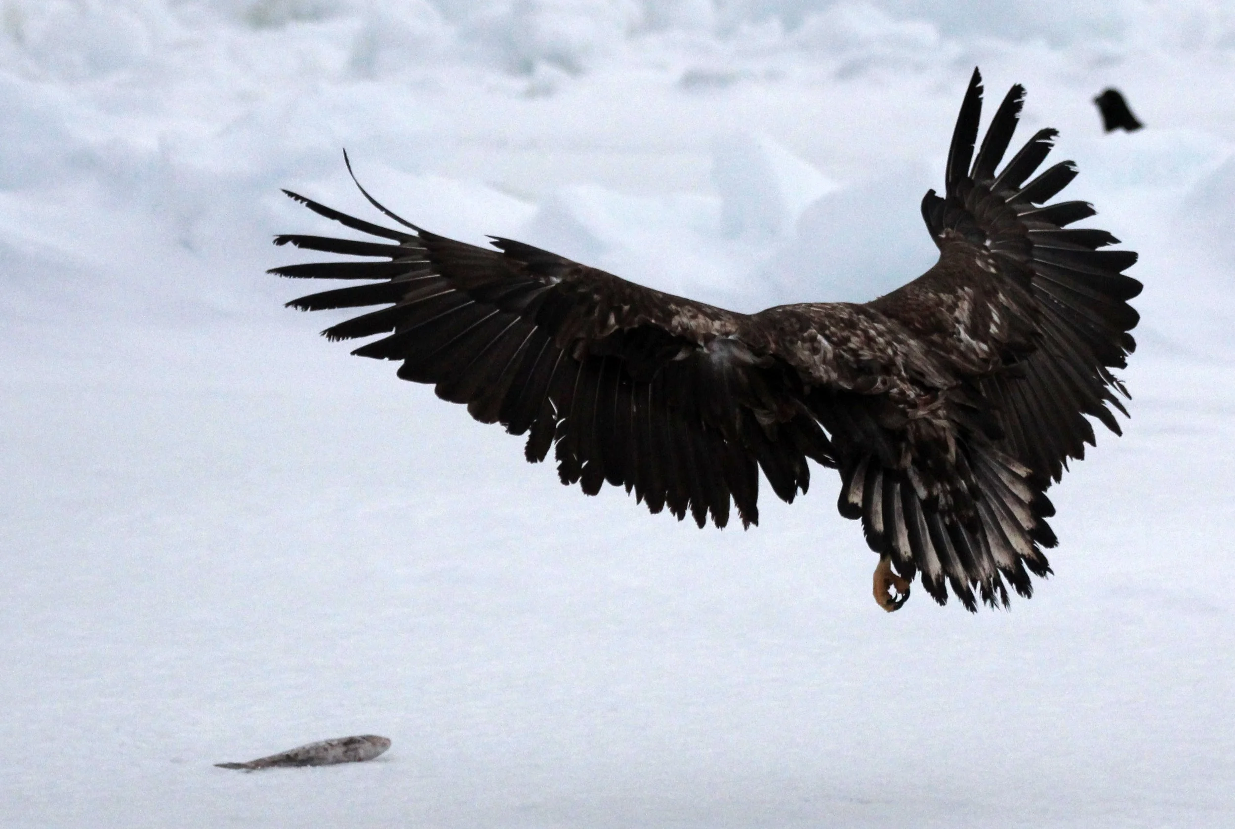 BIRD - EAGLE - WHITE-TAILED EAGLE - RAUSU, SHIRETOKO PENINSULA, HOKKAIDO JAPAN (12).JPG