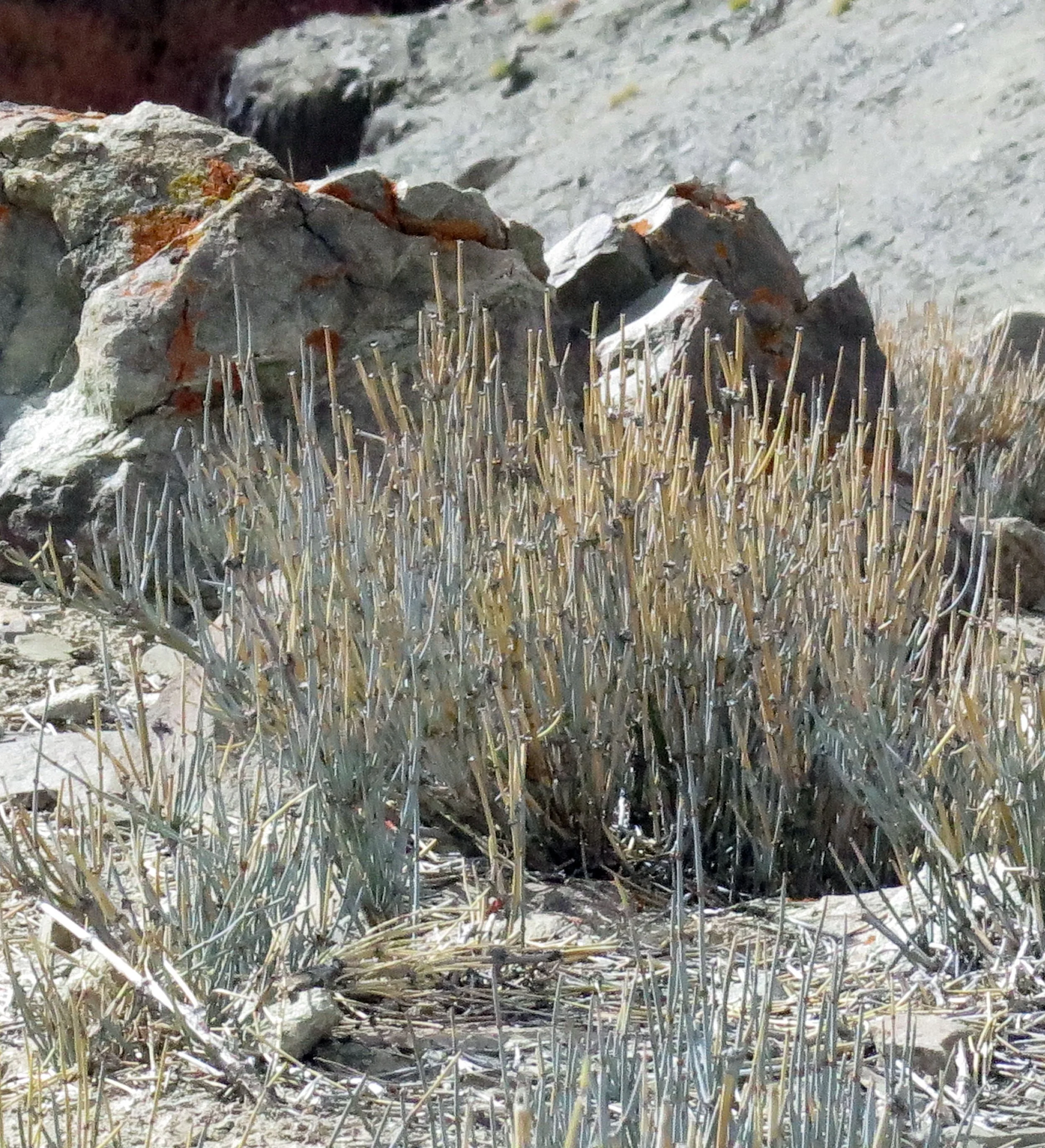HEMIS NATIONAL PARK - LADAKH INDIA - JAMMU & KASHMIR NEAR RUMBAK VILLAGE (754).JPG