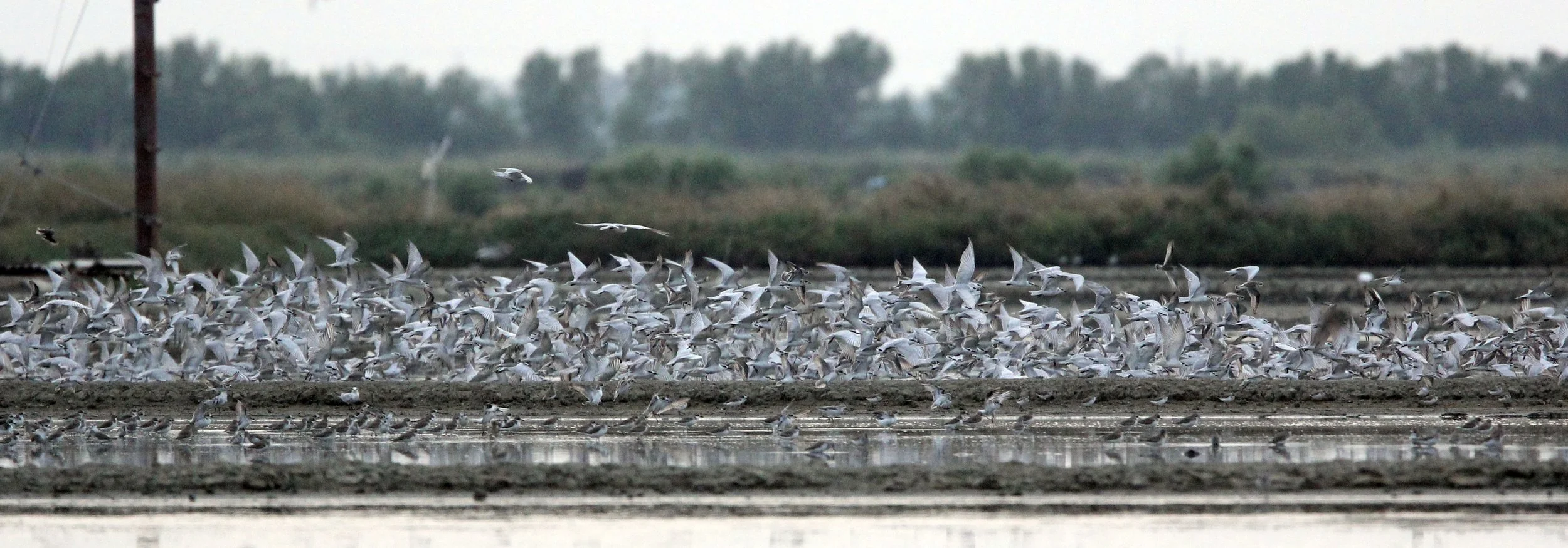 TERN - LITTLE TERN - Sterna albifrons - MIXED FLOCK - KOK KHAM MACHACHAI SALT PONDS - NEAR BANGKOK THAILAND (146).JPG