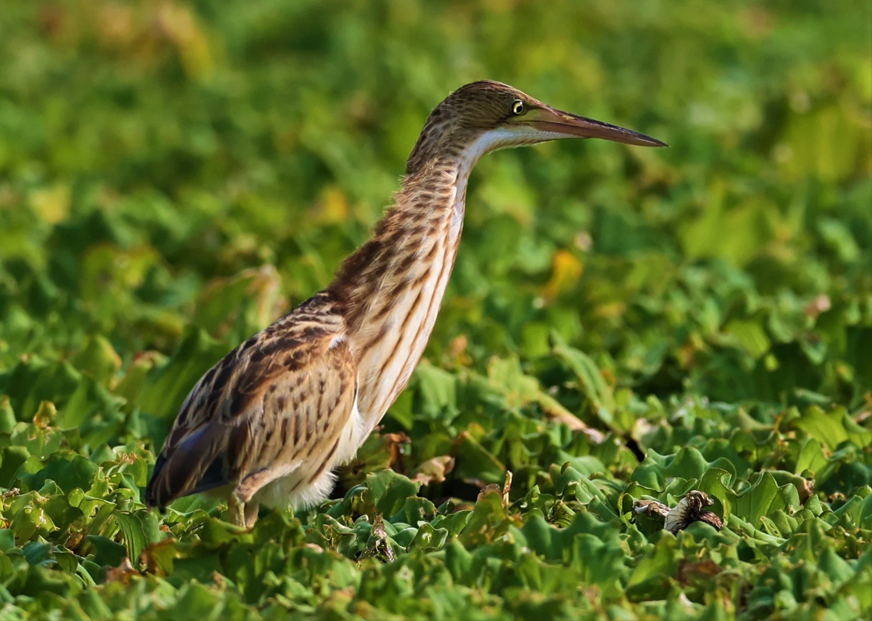 BITTERN - YELLOW BITTERN - Ixobrychus sinensis - LAT KRABANG THAP YAO RICEFIELDS 01 OCT 2021 (18).jpg
