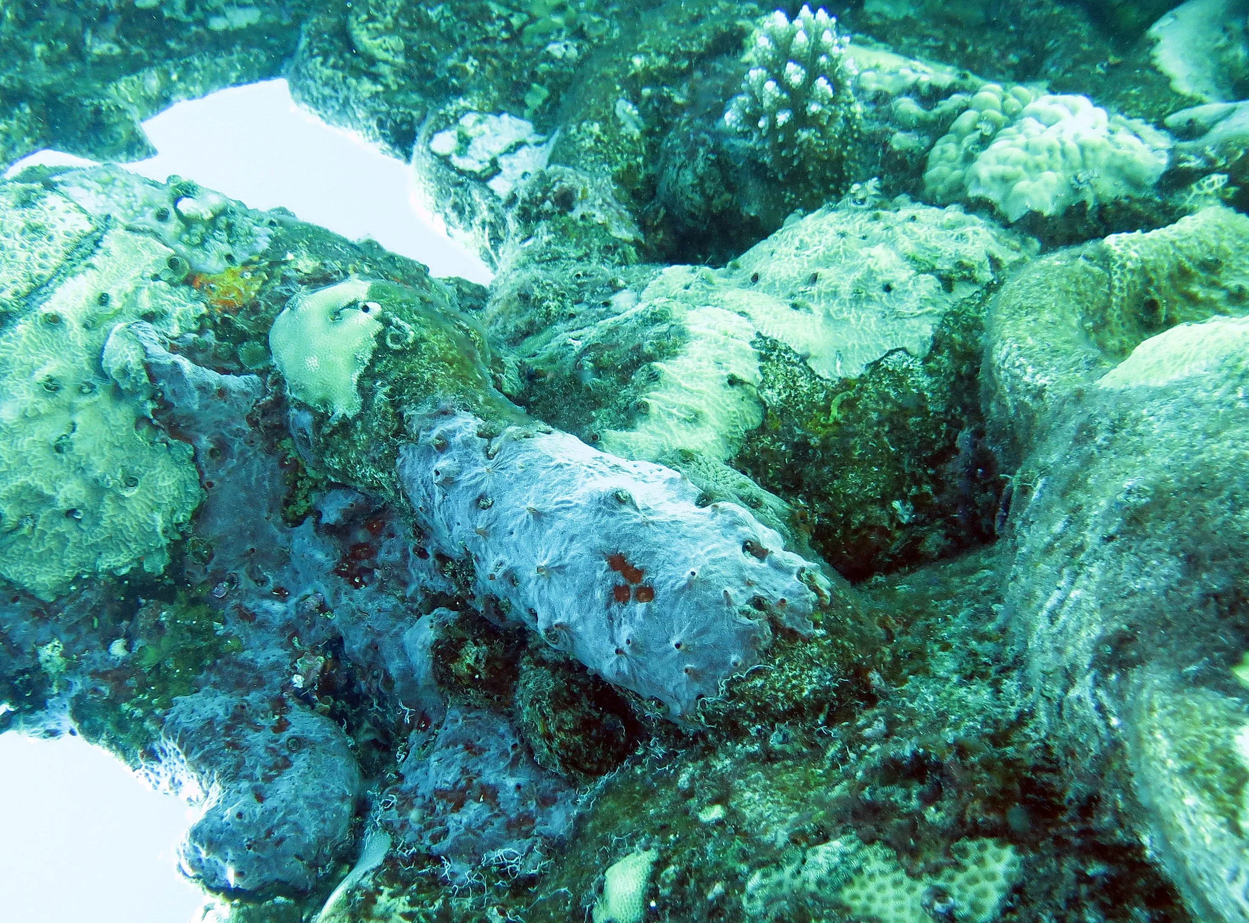 2014 Similan Islands Marine Park Thailand ISB Dive Trip (54).JPG