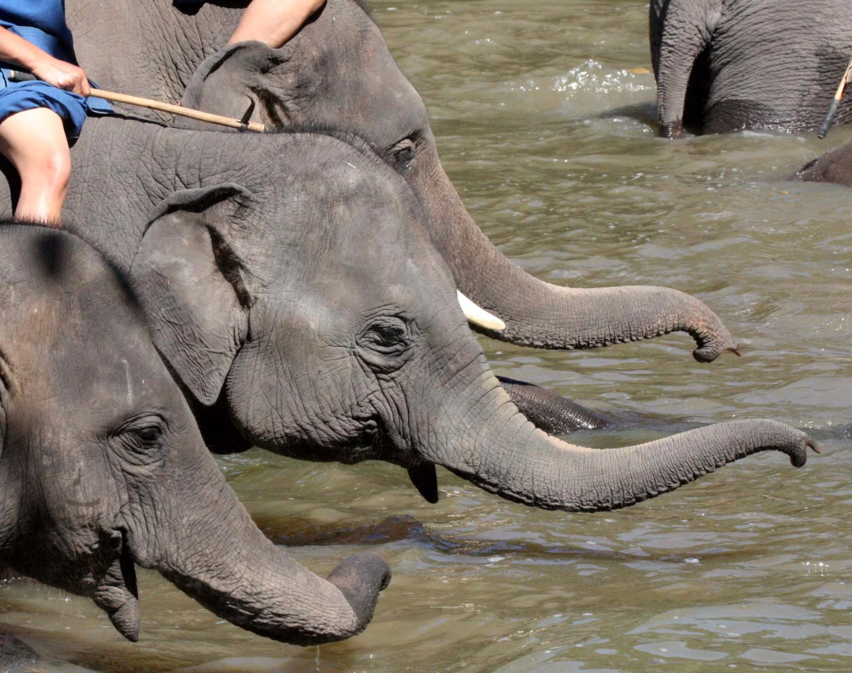 2008 Lampang City & Elephant Center (81).JPG