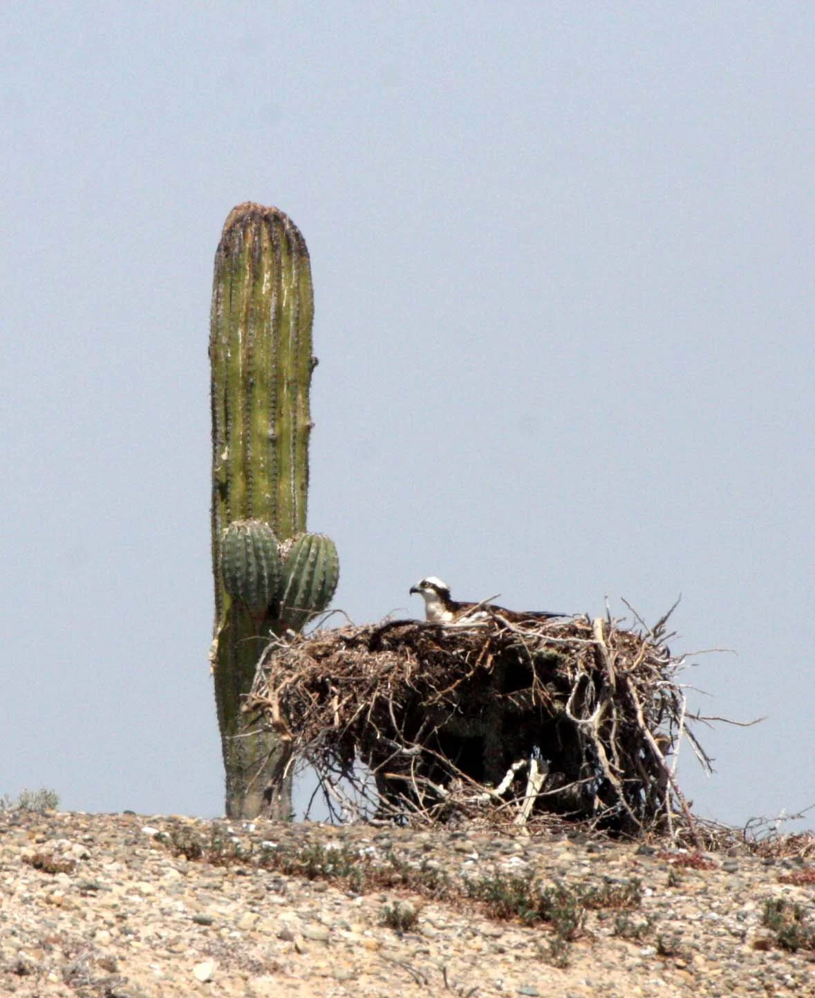 Pandion haliaetus - OSPREY - SAN IGNACIO LAGOON BAJA MEXICO (145).JPG