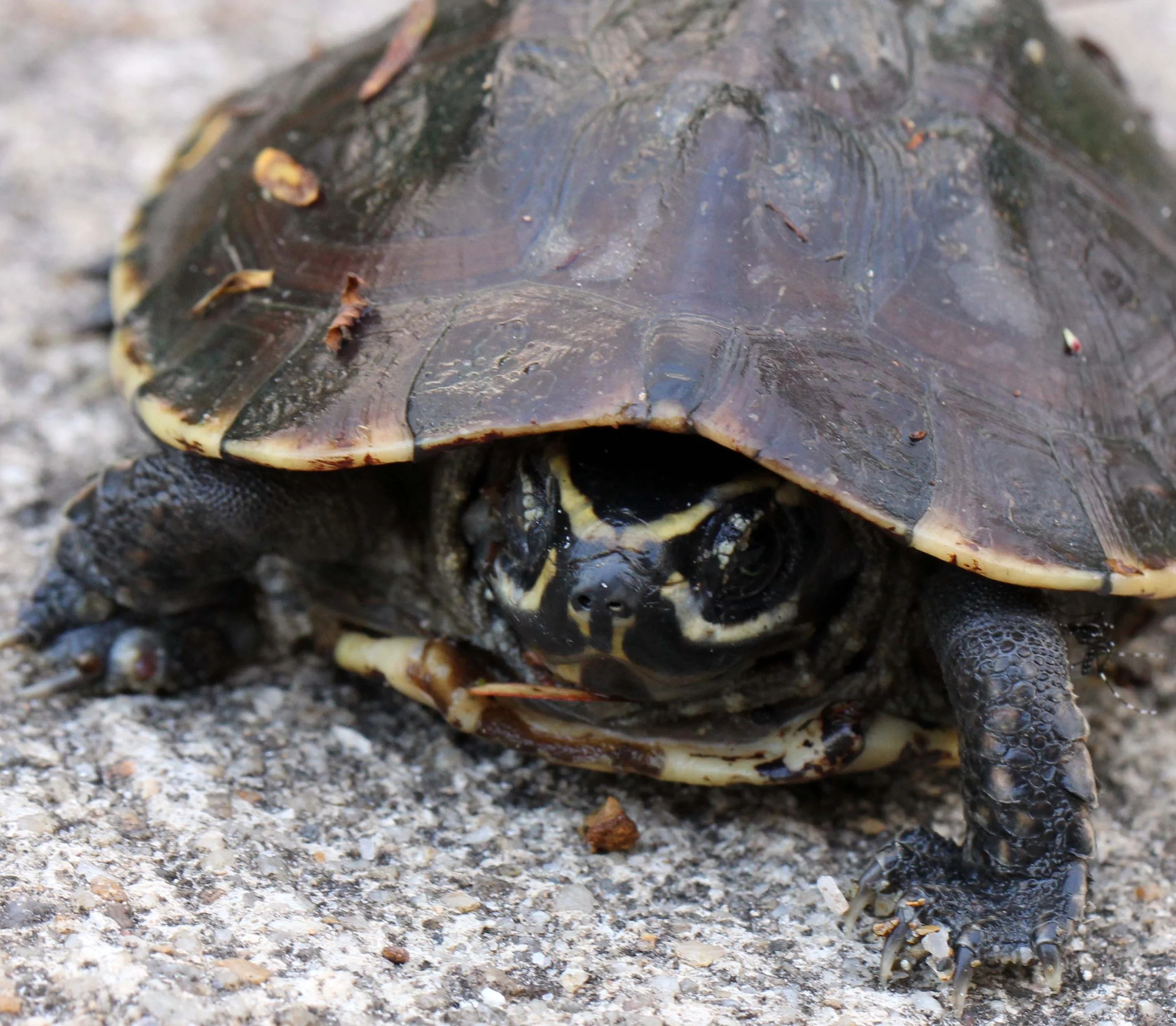 2013 in Nakhonsithammarat and some Krabi with Family (242).jpg