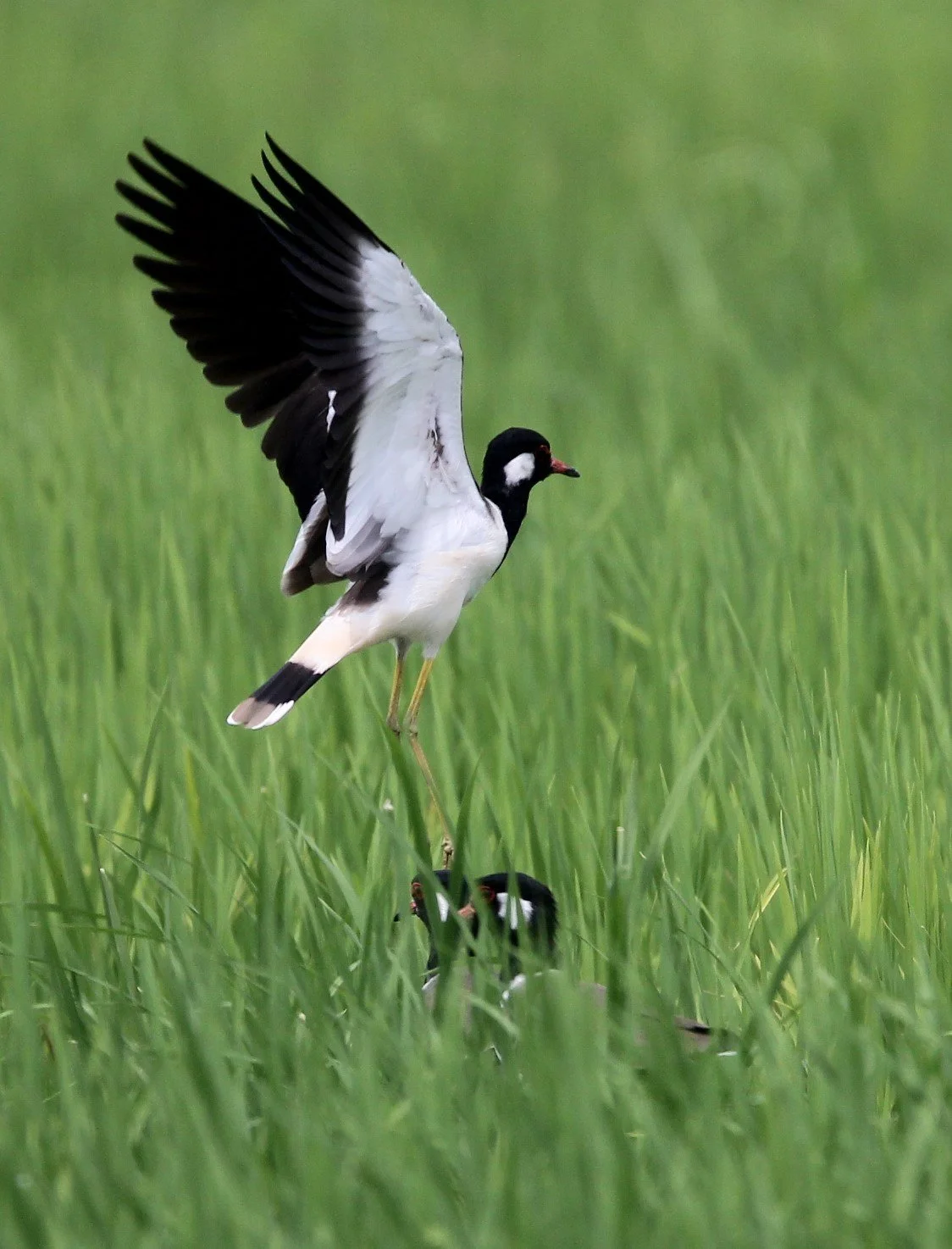 Red-Wattled Lapwing (Vanellus indicus)