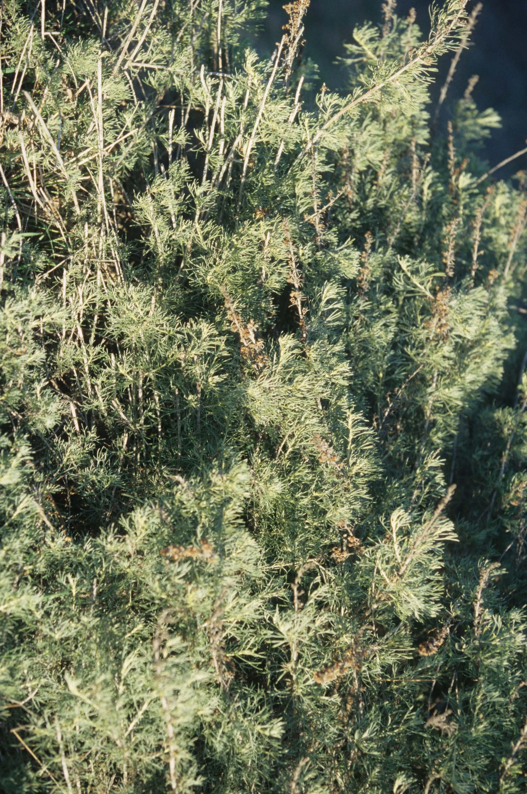 CALIFORNIA - CORONADO NP - SAN DIEGO - ARTEMISIA SPECIES.jpg