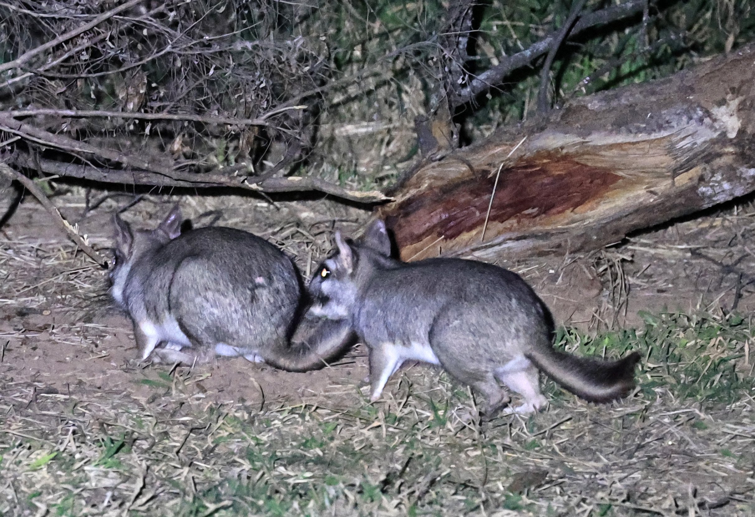 Plains Vizcacha (Lagostomus maximus) Reserva Natural Canada el Carmen, Paraguay  (10).jpg