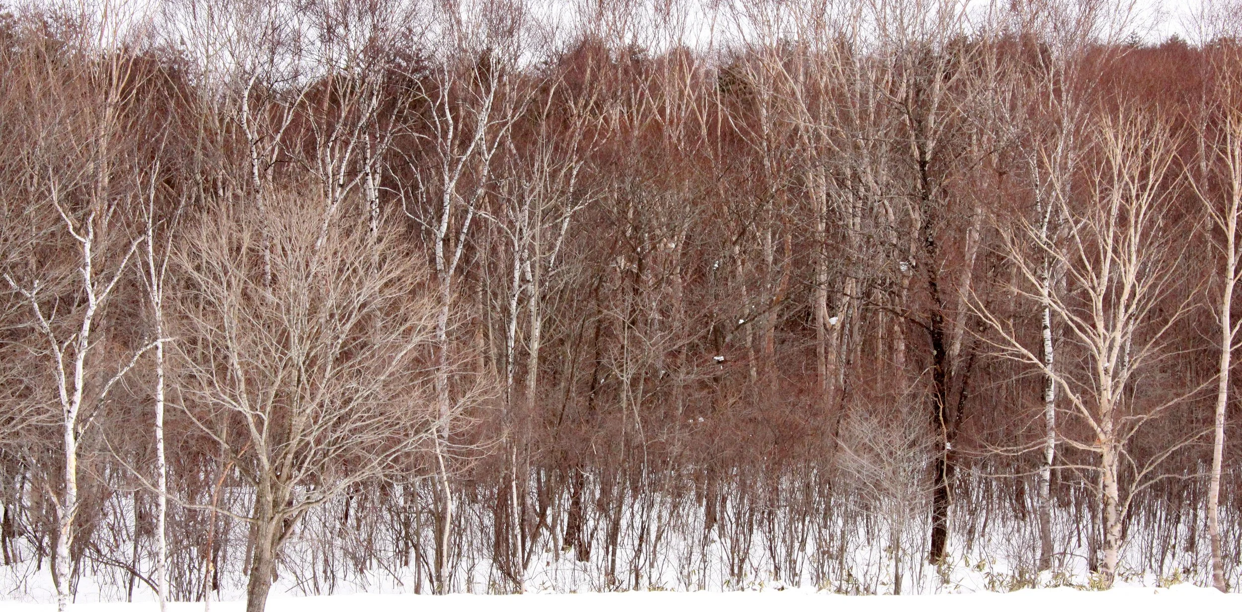 MOUNT ASAMA - JOSHIN'ETSUKOGEN NATIONAL PARK JAPAN (41).JPG
