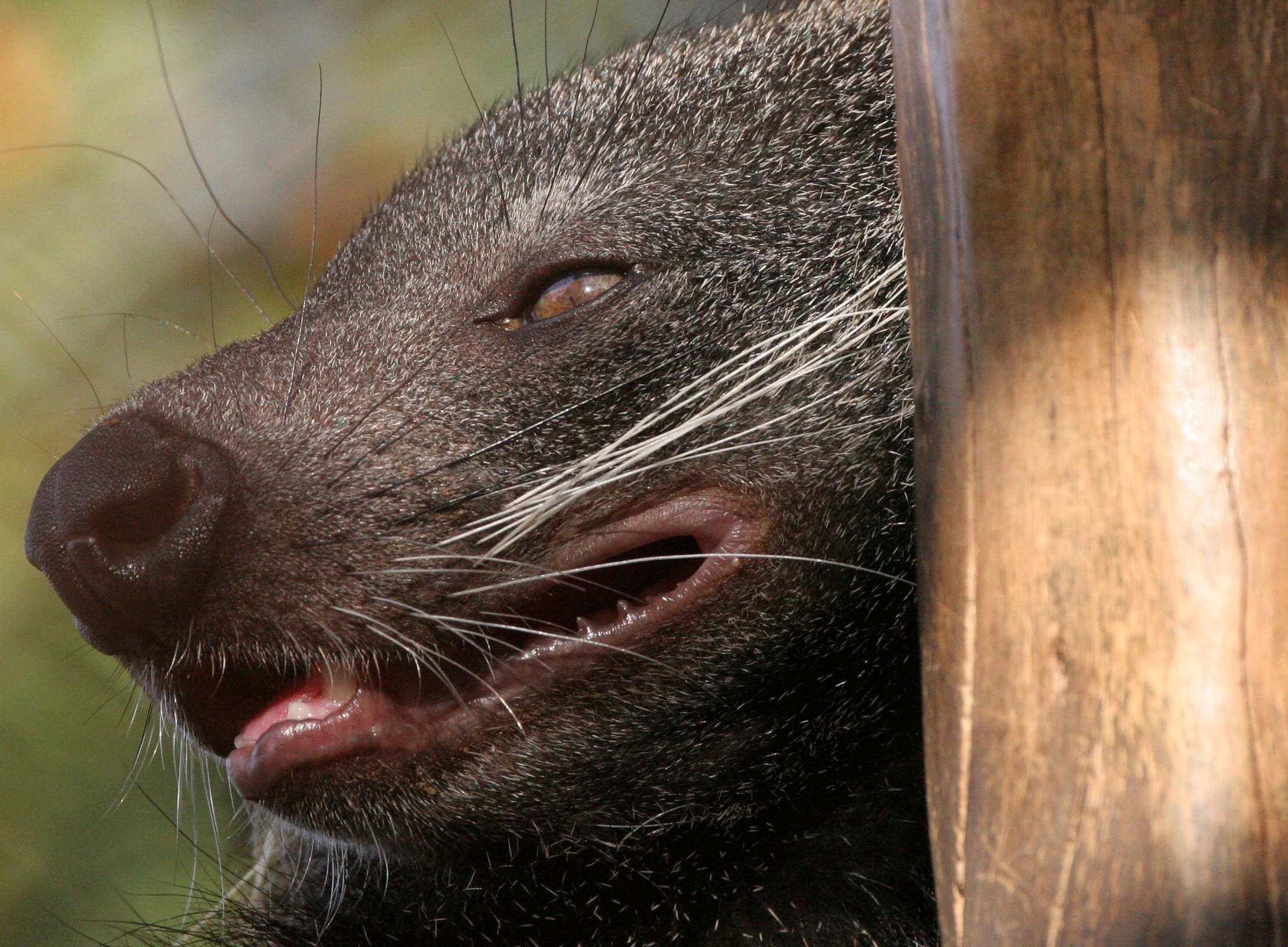 Arctictis binturong gairdneri - SIAMESE BINTURONG - NAKHONSITHAMMARAT ZOO (1).JPG