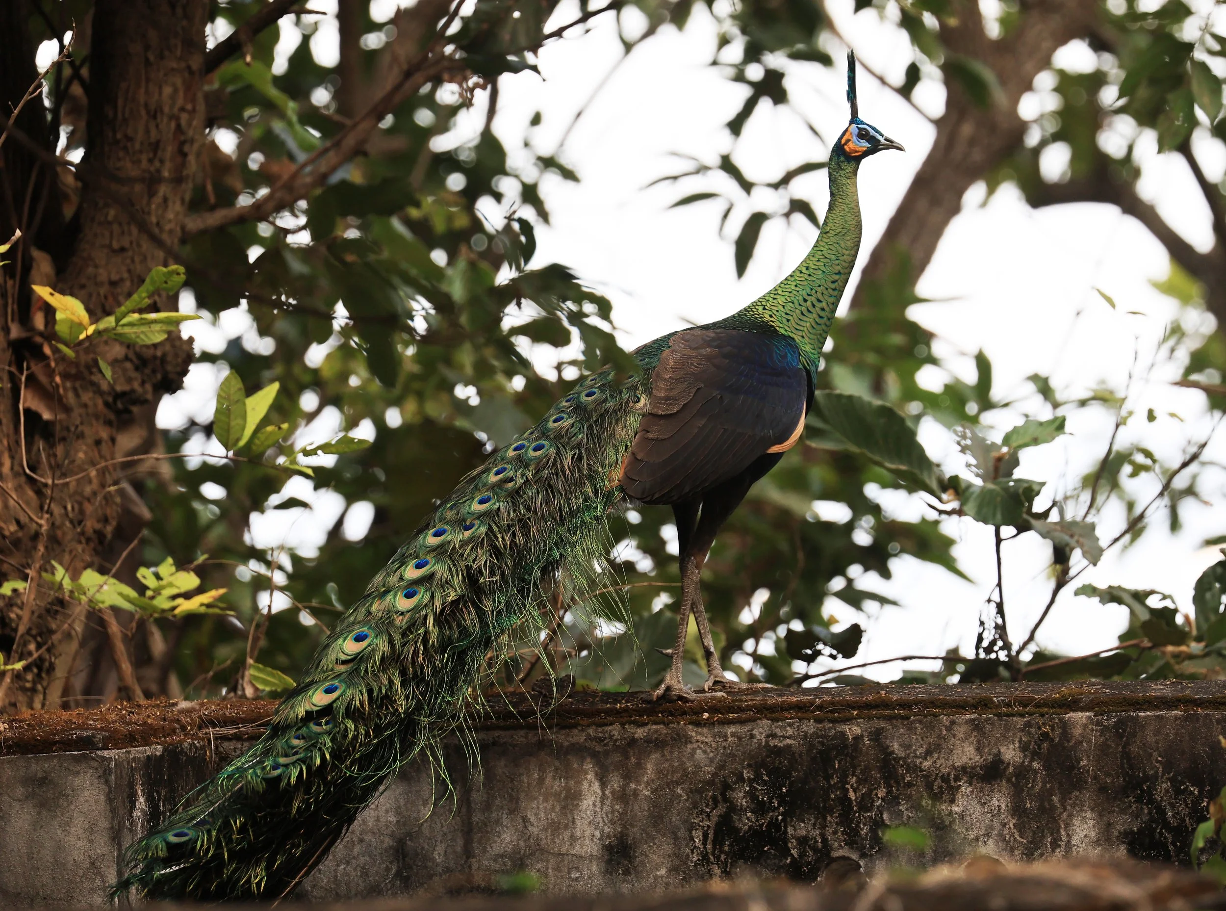 Green Peafowl (Pavo muticus) Doi Butsarakham Phayao Province (18).jpg