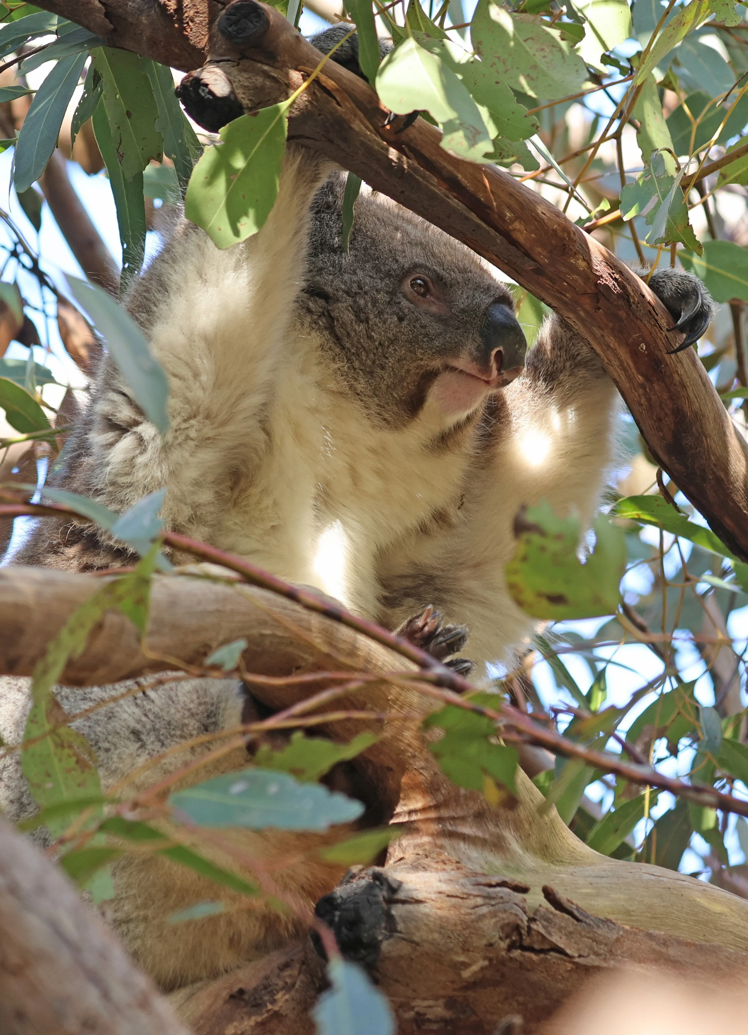 Victorian Koala (Phascolarctos cinereus victor) Hanson Bay Kangaroo Island - South Australia 