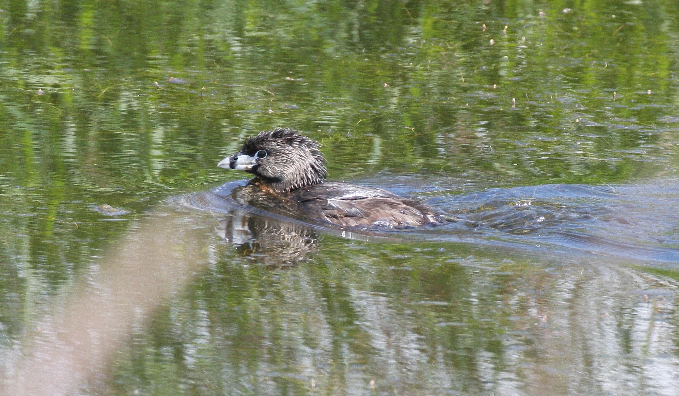 Pied-billed Grebe (Podilymbus podiceps) Ridgefield NWR Washington (17).JPG