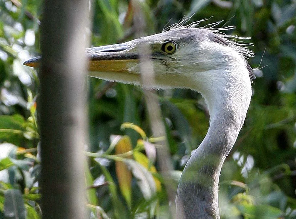 HERON - GREY HERON -  Ardea cinerea - ROOKERY IN SELENGA DELTA - LAKE BAIKAL RUSSIA (81).jpg