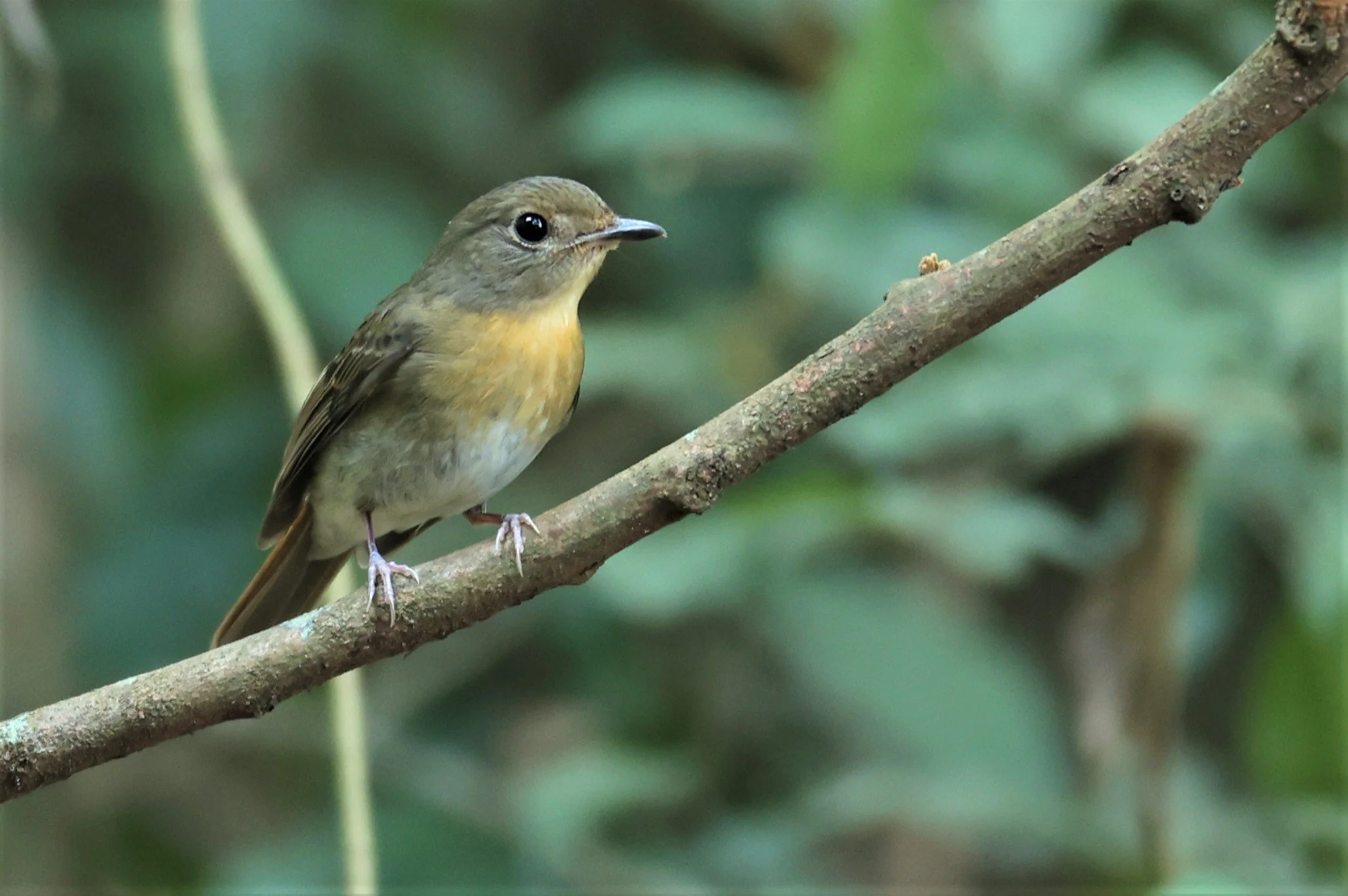 FLYCATCHER - INDOCHINESE BLUE-FLYCATCHER - Cyornis sumatrensis - PETCHABURI PROVINCE - NUY HIDE NEAR KAENG KRACHAN JAN 2022 (3).jpg
