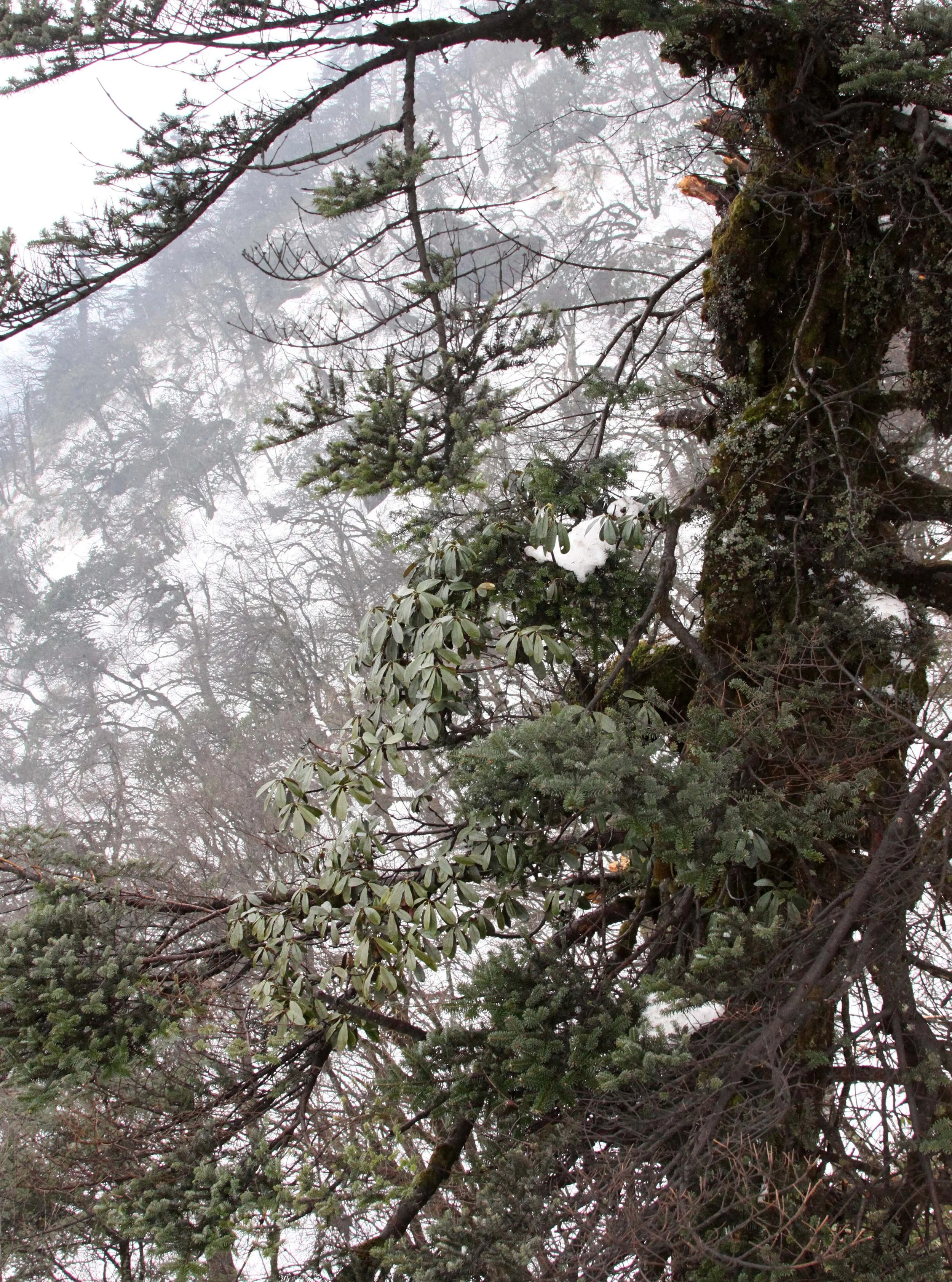 WAWU SHAN GEOPARK - SICHUAN CHINA (17).JPG