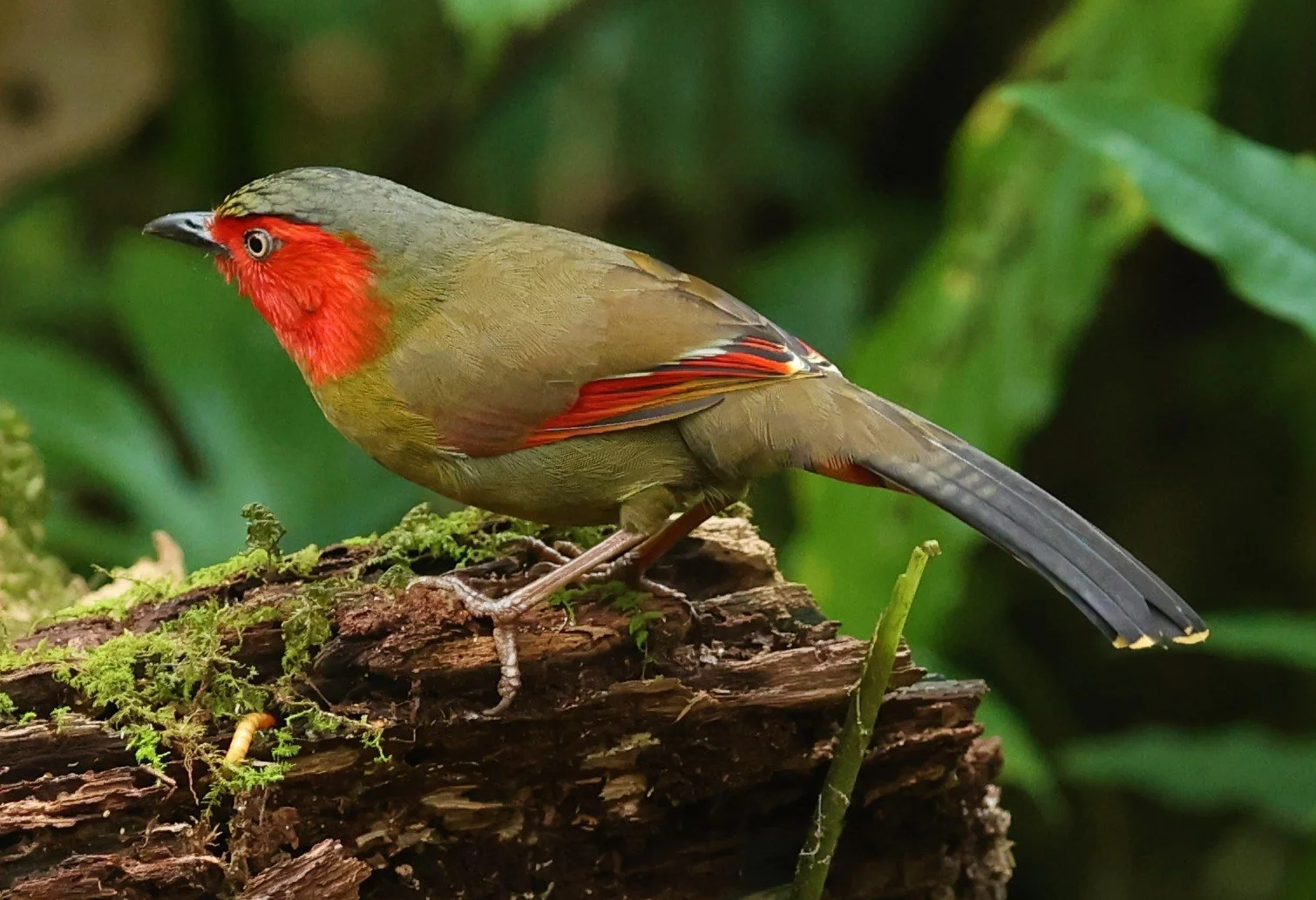 LIOCICHLA - SCARLET-FACED LIOCICHLA - Liocichla ripponi - DOI PHA HOM POK NP DOI LANG EAST FEB 2022 (35).jpg