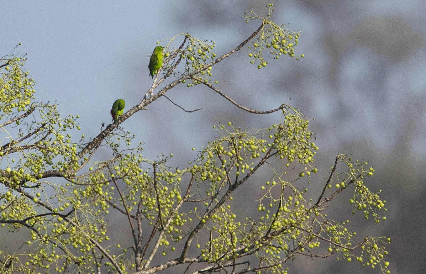 BIRD - PARROT - VERNAL HANGING PARROT - KHAO BAN DAI - HUAI KHA KHEANG NATIONAL NATURE RESERVE- THAILAND (6).jpg