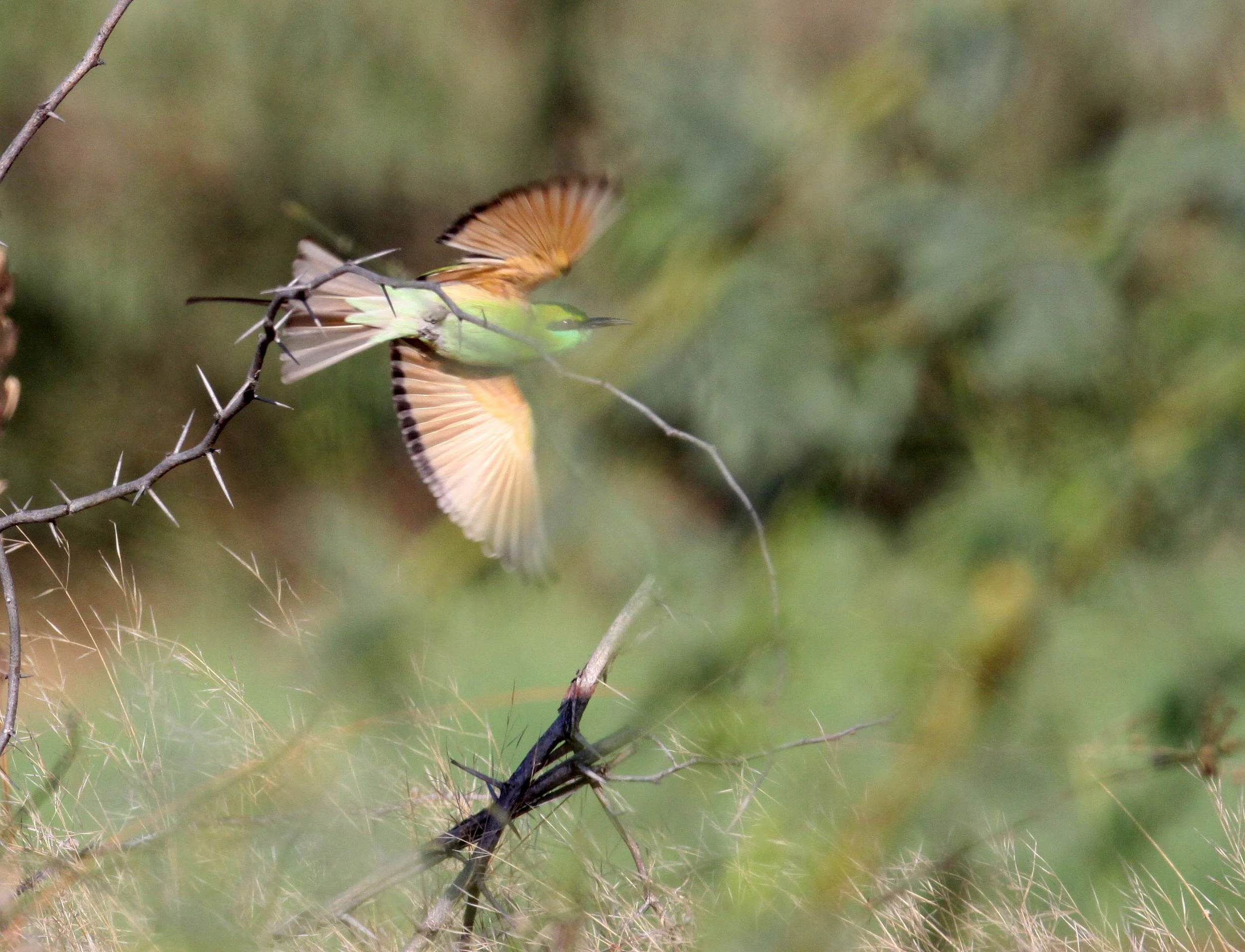 BIRD - BEE-EATER - GREEN BEE-EATER - LITTLE RANN OF KUTCH GUJARAT INDIA (1).JPG
