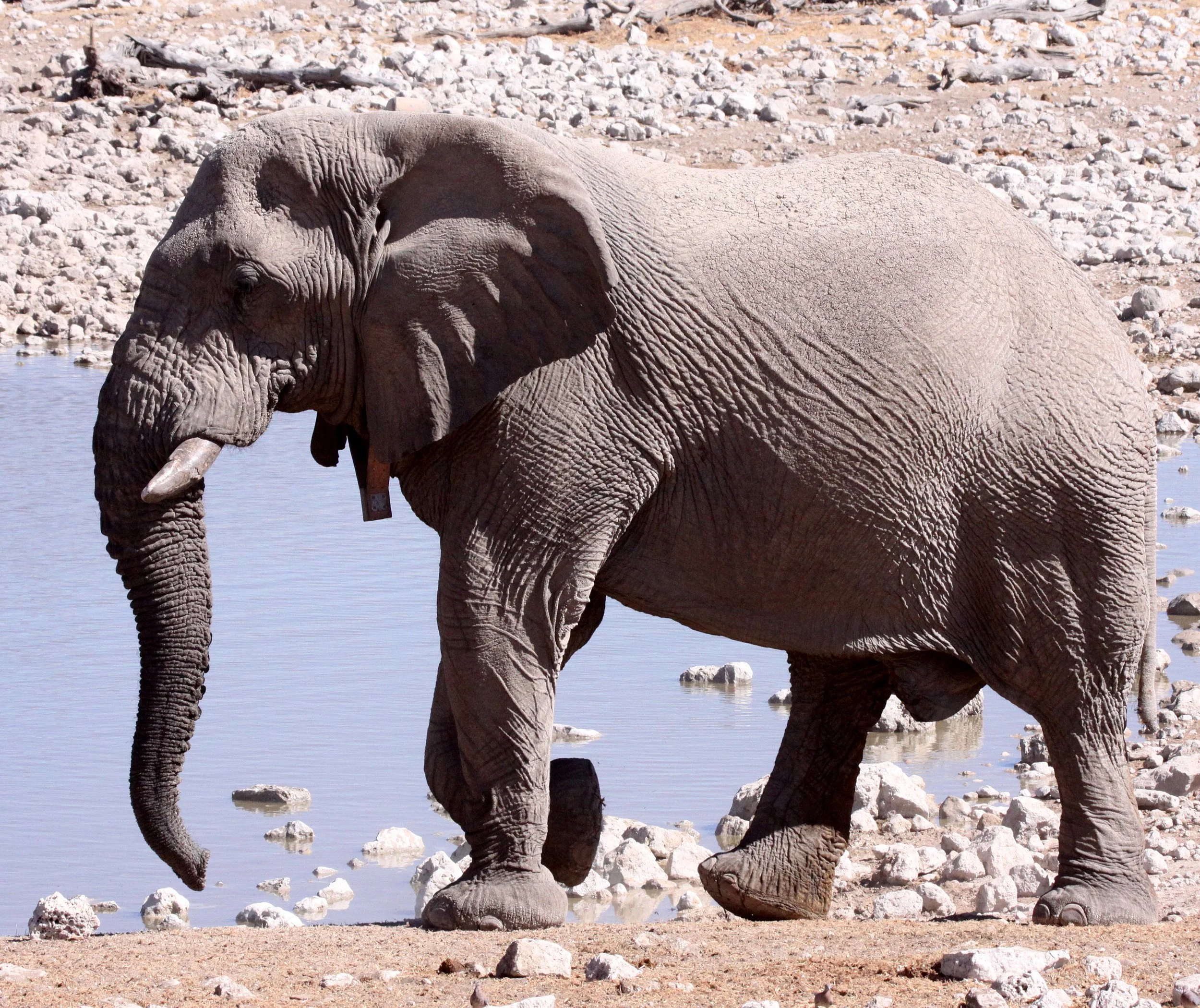 ELEPHANT - AFRICAN ELEPHANT - ETOSHA NATIONAL PARK NAMIBIA (103).JPG
