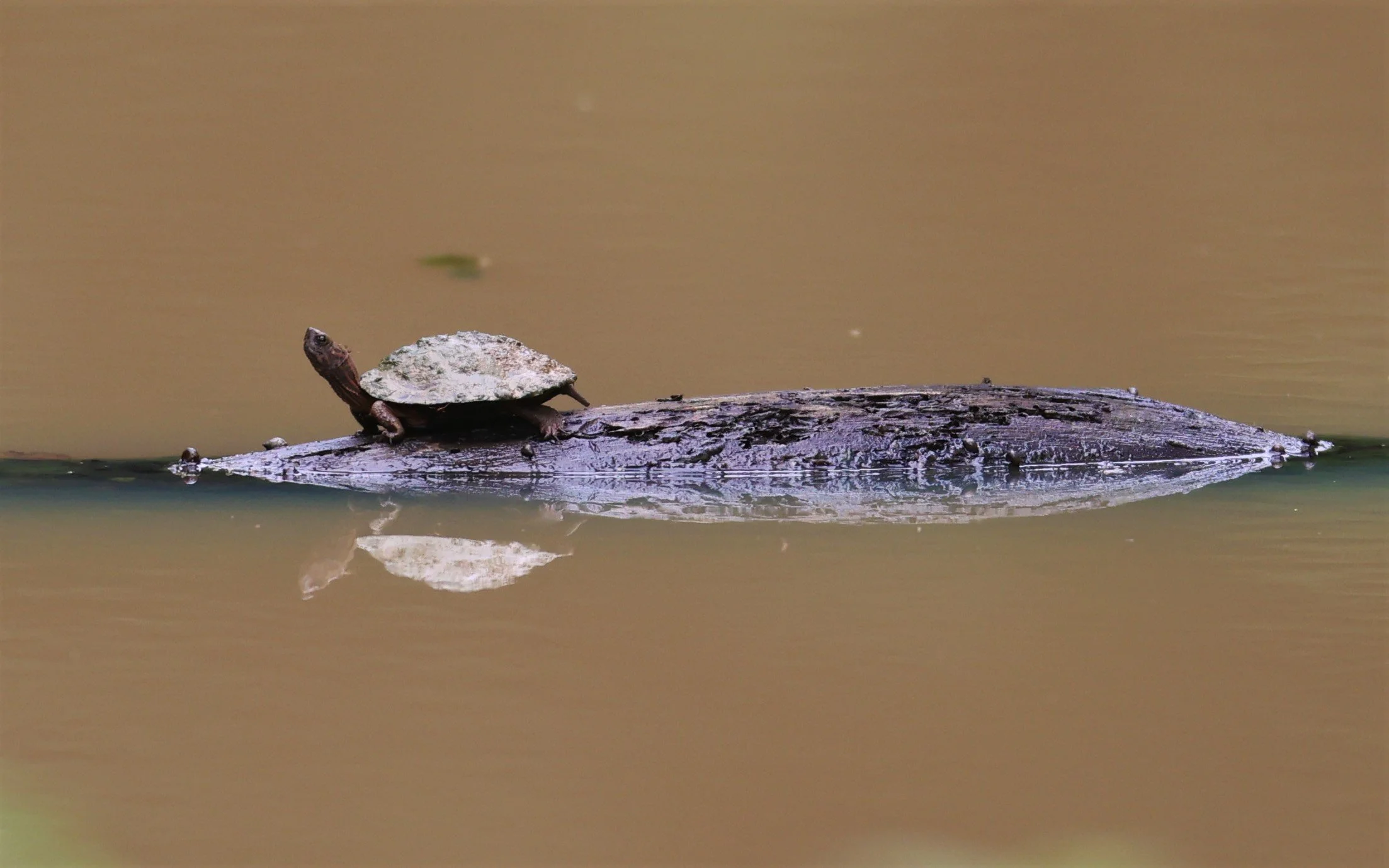 Oldham's Leaf Turtle (Cyclemys oldhamii)