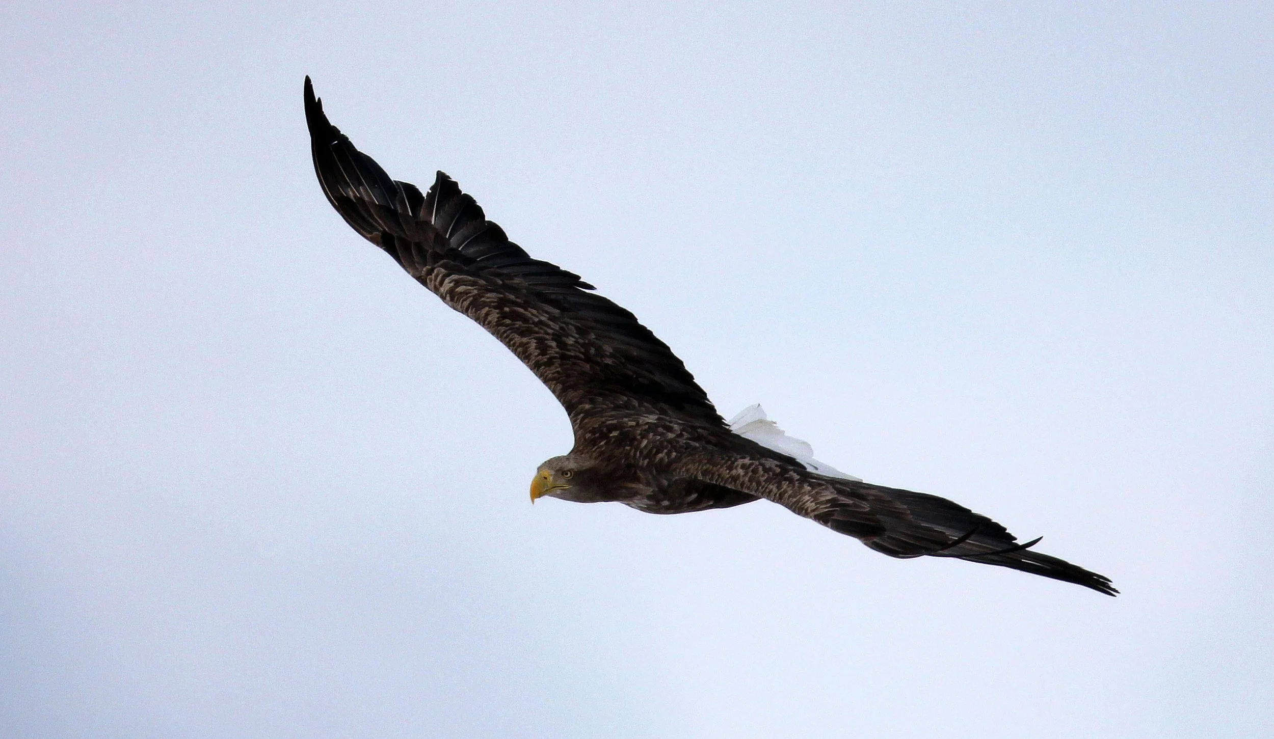 Haliaeetus albicilla - WHITE-TAILED EAGLE - AKAN INTERNATIONAL CRANE CENTER - HOKKAIDO JAPAN (22).JPG