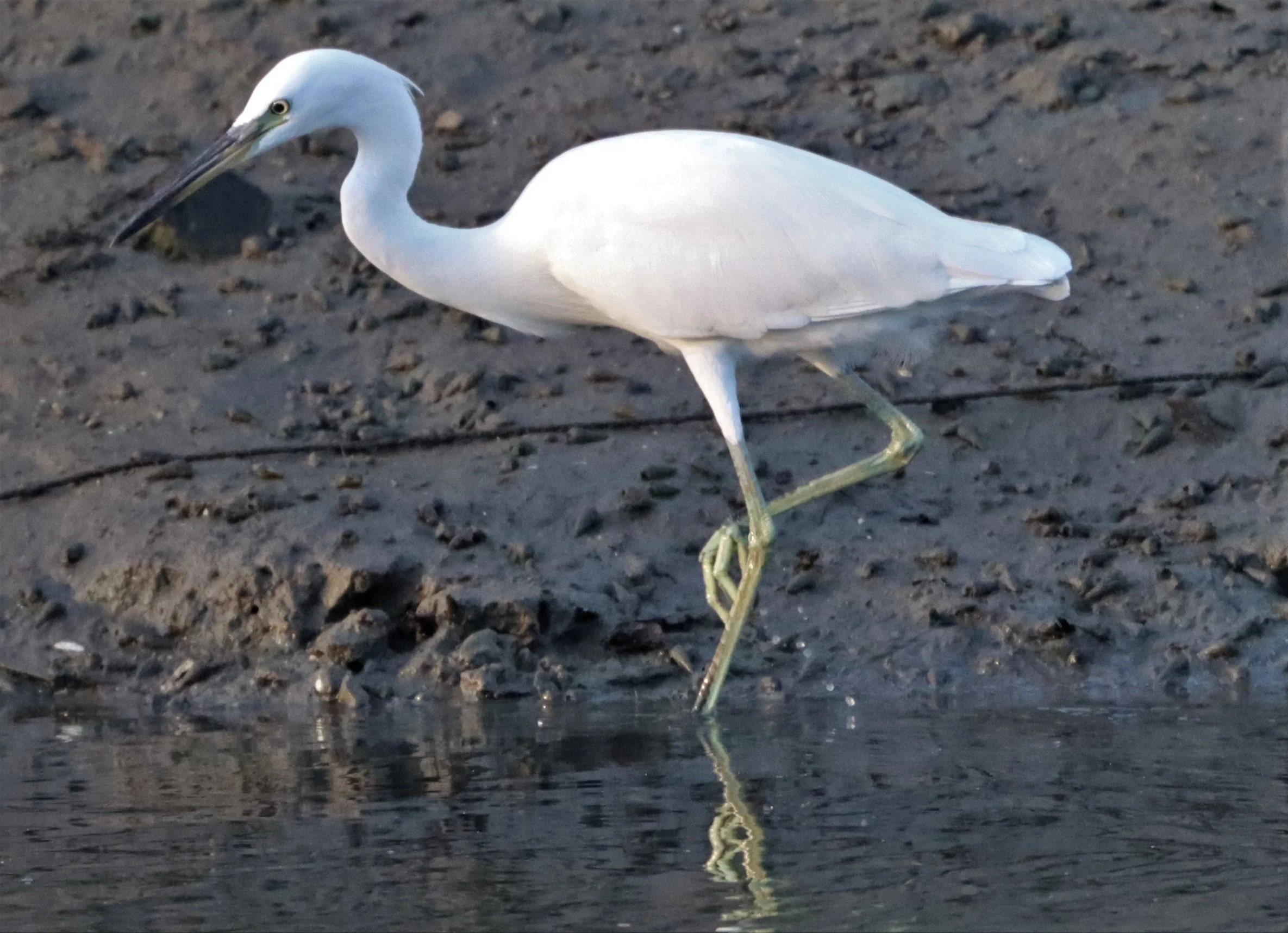 EGRET - CHINESE EGRET - Egretta eulophotes - LAEM PAK BIA PETBURI (8).jpg