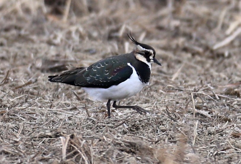 Northern lapwing (Vanellus vanellus) Izumi Crane Park & Center, Izumi Kagoshima Kyushu Japan (3).jpg