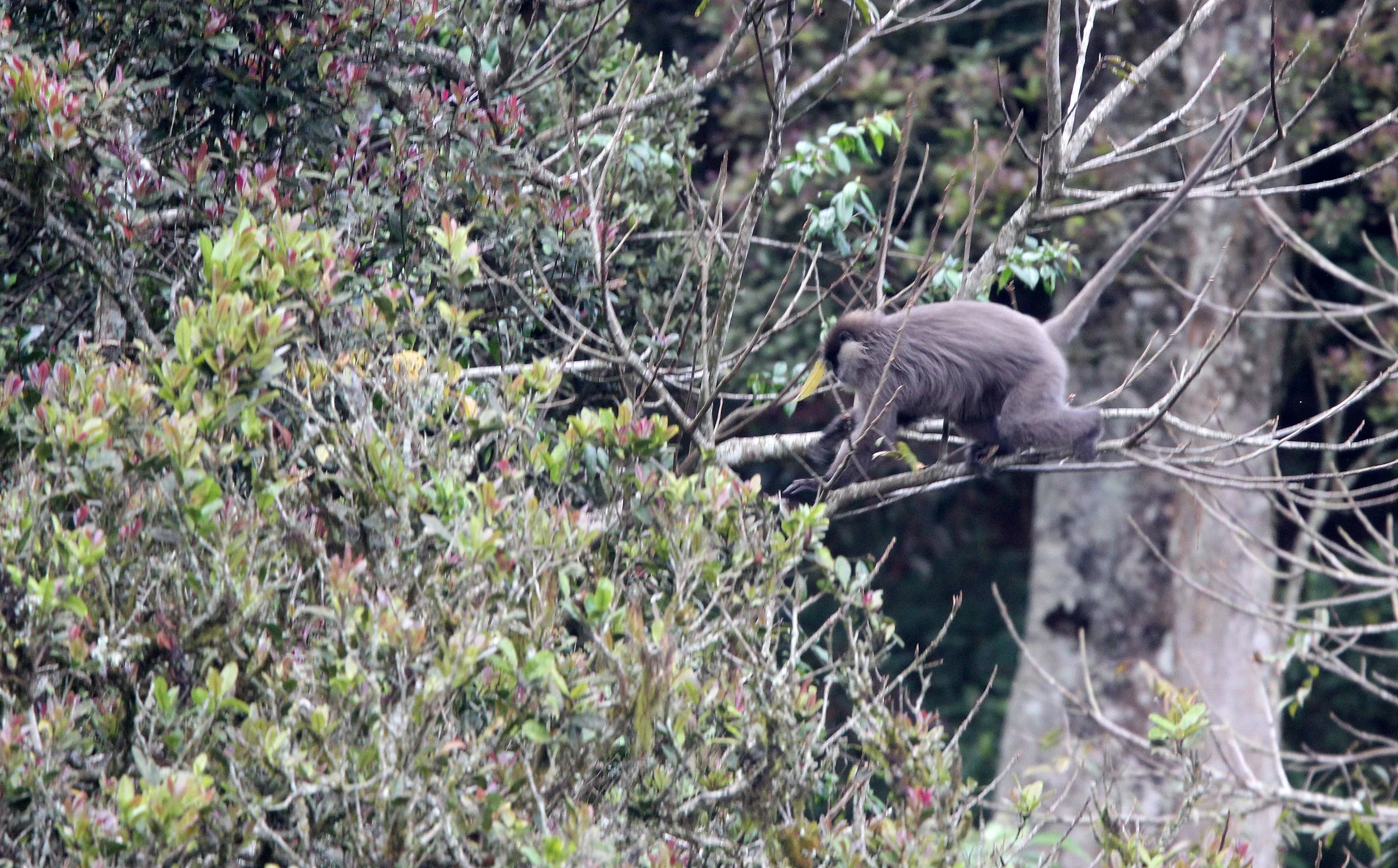 CERCOPITHECIDAE - Semnopithecus vetulus monticola - BEAR OR MONTANE PURPLE-FACED LEAF MONKEY - NUWARA ELIYA, HORTON PLAINS SRI LANKA (4).JPG