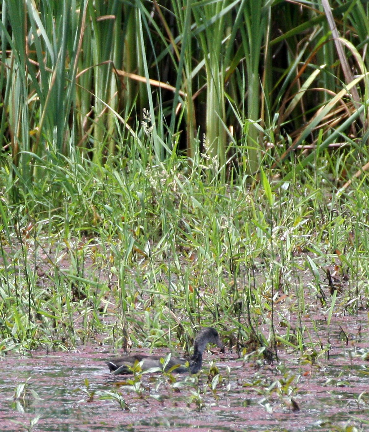Pied-billed Grebe (Podilymbus podiceps) Ridgefield NWR Washington (3).JPG