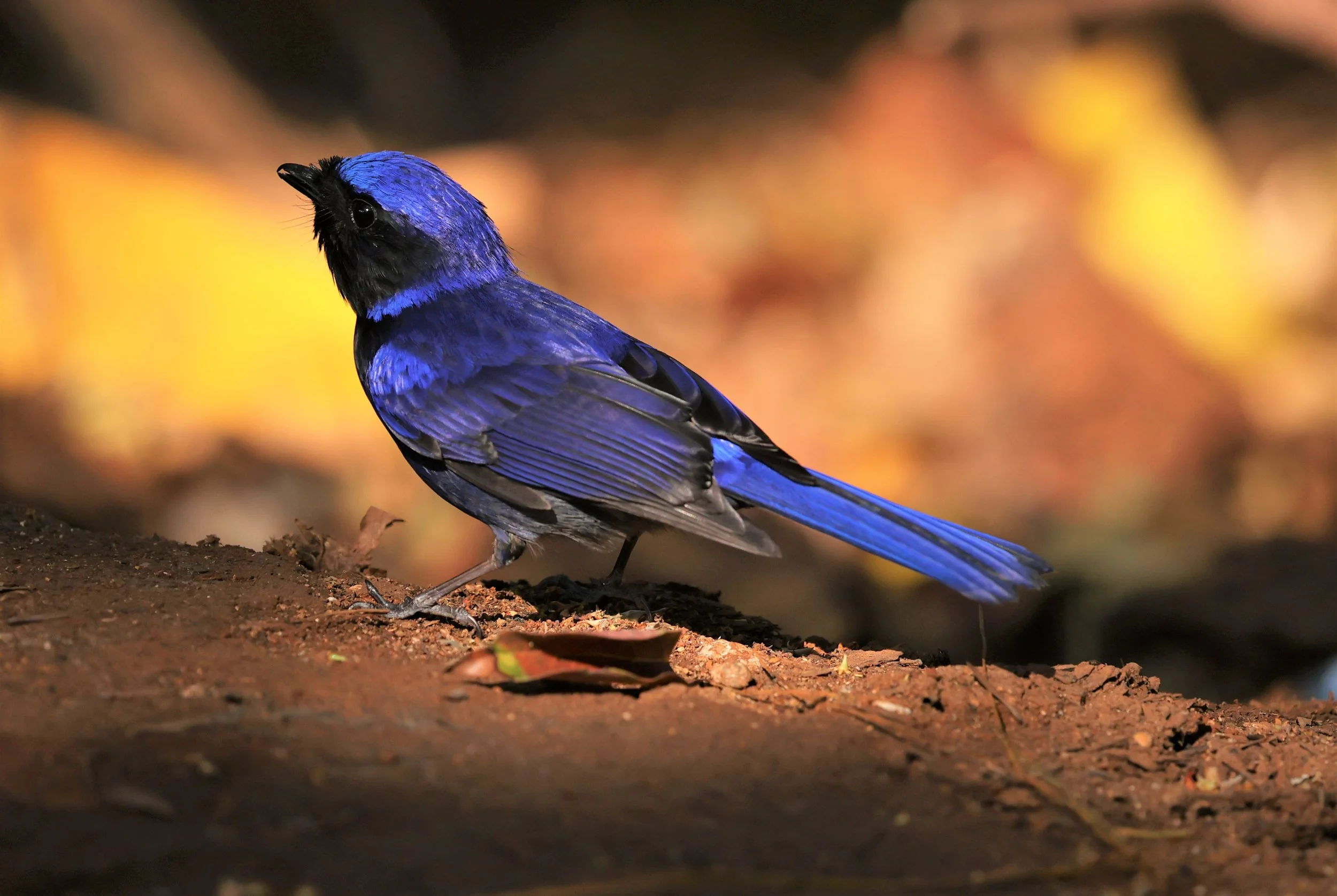 NILTAVA - LARGE NILTAVA - Niltava grandis - DOI DOI ANG KHANG CHIANG MAI FEB 2022 (24).jpg
