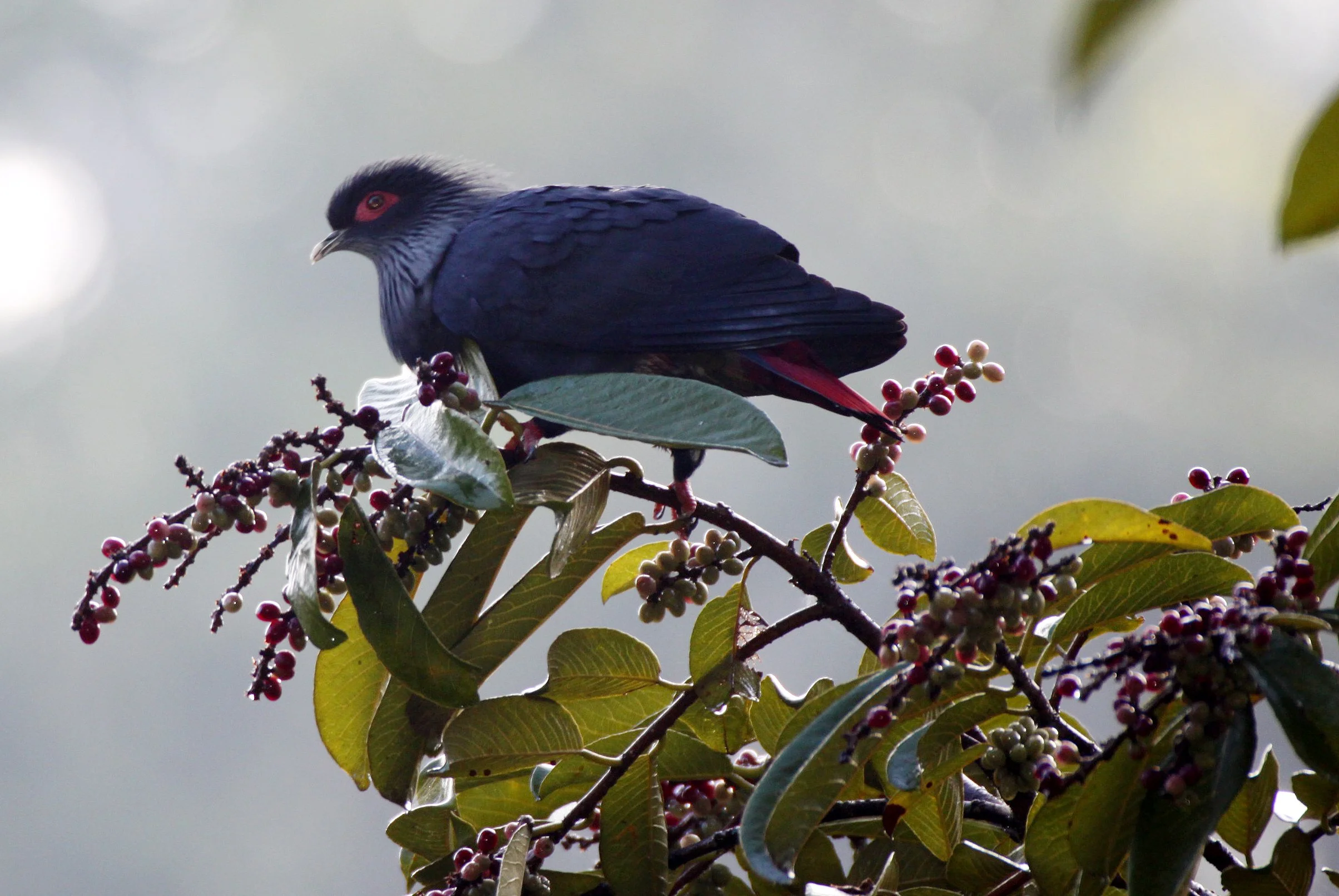 Madagascar Blue Pigeon (Alectroenas madagascariensis) Ranomafana NP Madagascar (3).JPG