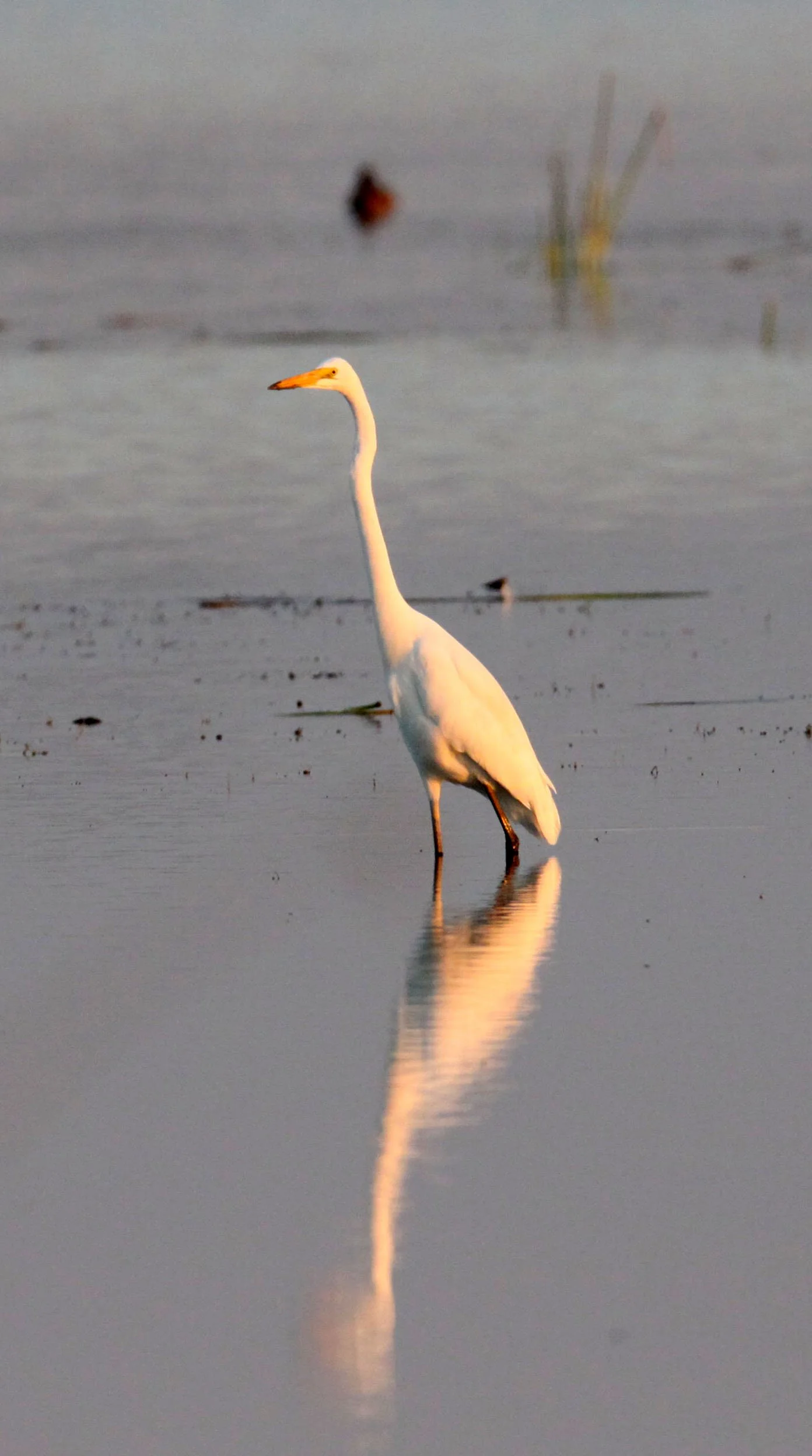 EGRET - EASTERN GREAT EGRET - Ardea (alba) modesta - LITTLE RANN OF KUTCH GUJARAT INDIA (11).JPG