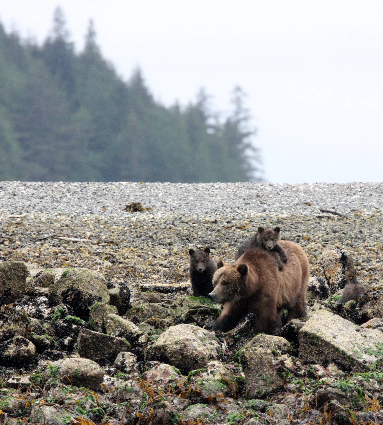 Ursus arctos stikeenensis - STICKEEN'S GRIZZLY BEAR - MOM AND HER FIRST YEAR CUBS - KNIGHT'S INLET BRITISH COLUMBIA (341).JPG