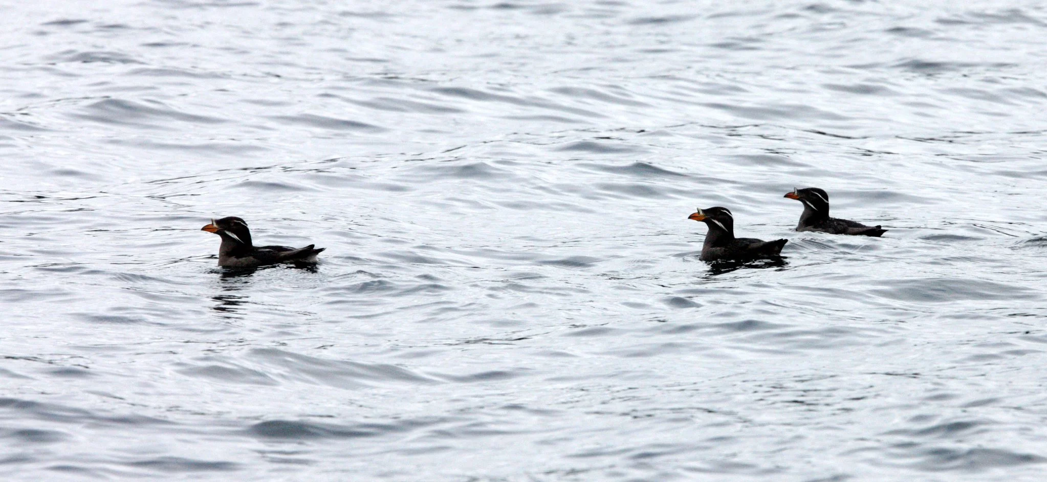 Cerorhinca monocerata - RHINOCEROS AUKLET - KNIGHT INLET BRITISH COLUMBIA (5).JPG