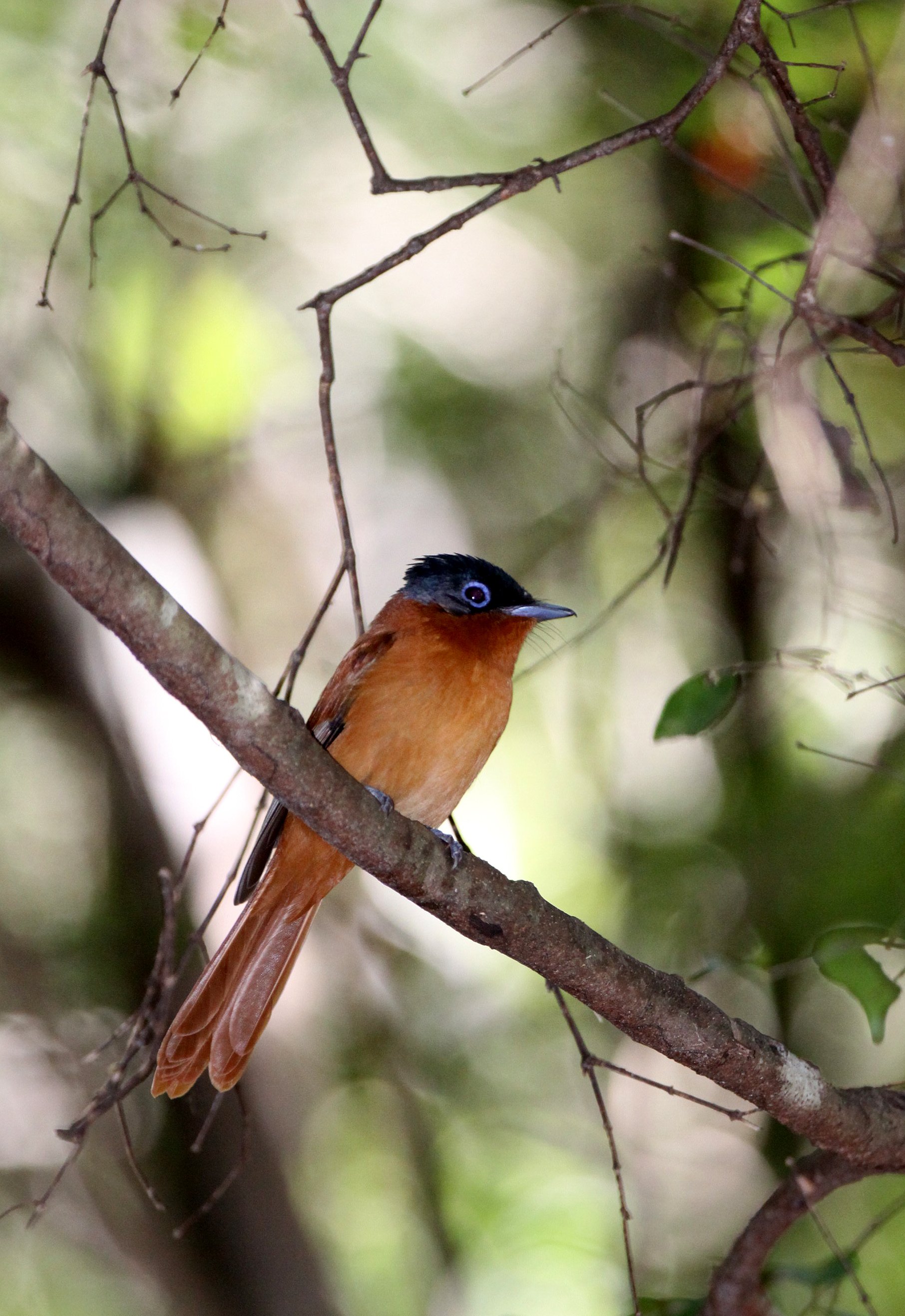 BIRD - FLYCATCHER - MADAGASCAR PARADISE FLYCATCHER - ANKARANA NATIONAL PARK MADAGASCAR (3).JPG