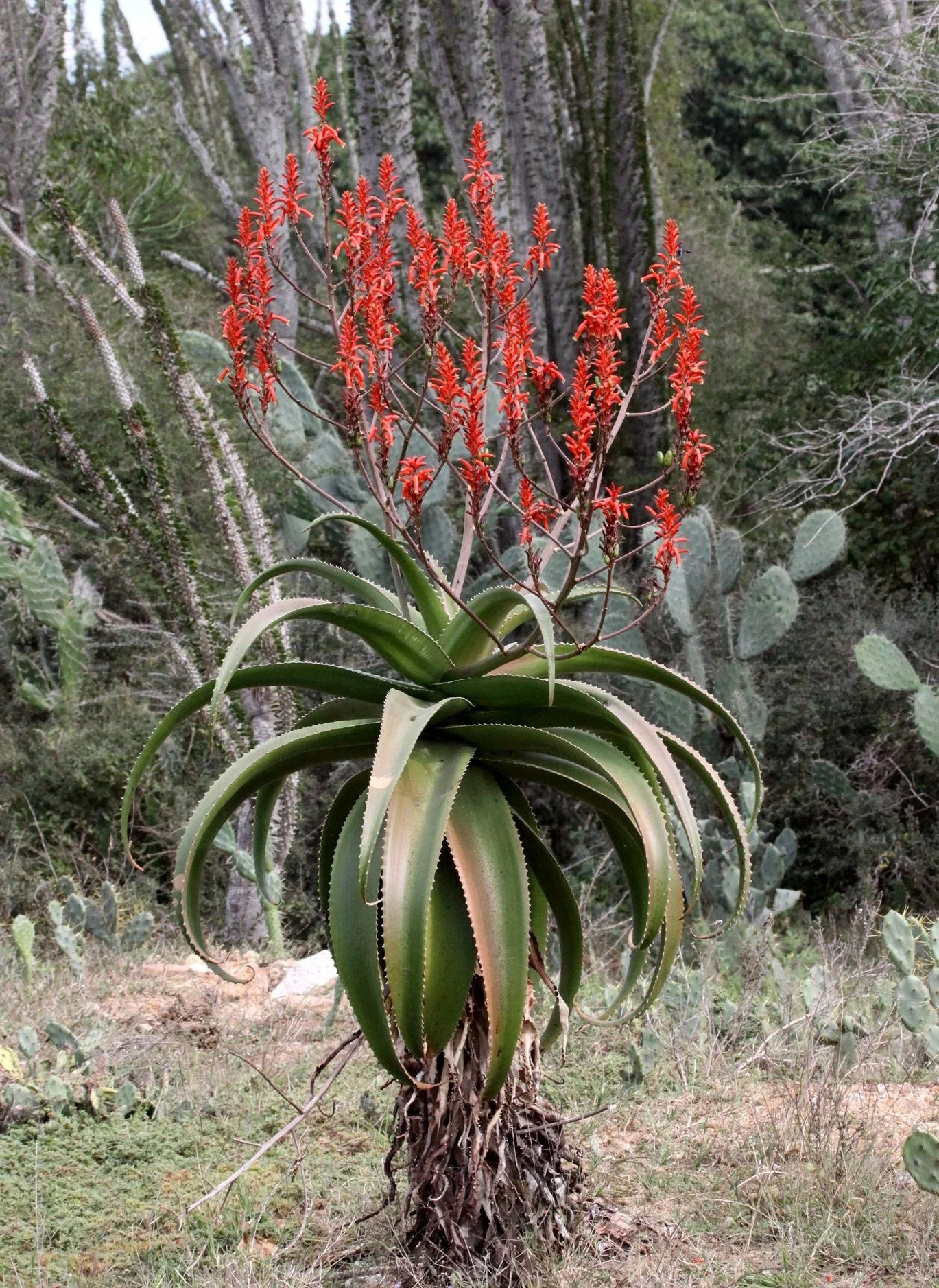 PLANT+-+ALOE+PEYRIERASII+-+ANDOHAHELA+NATIONAL+PARK+%283%29.jpg