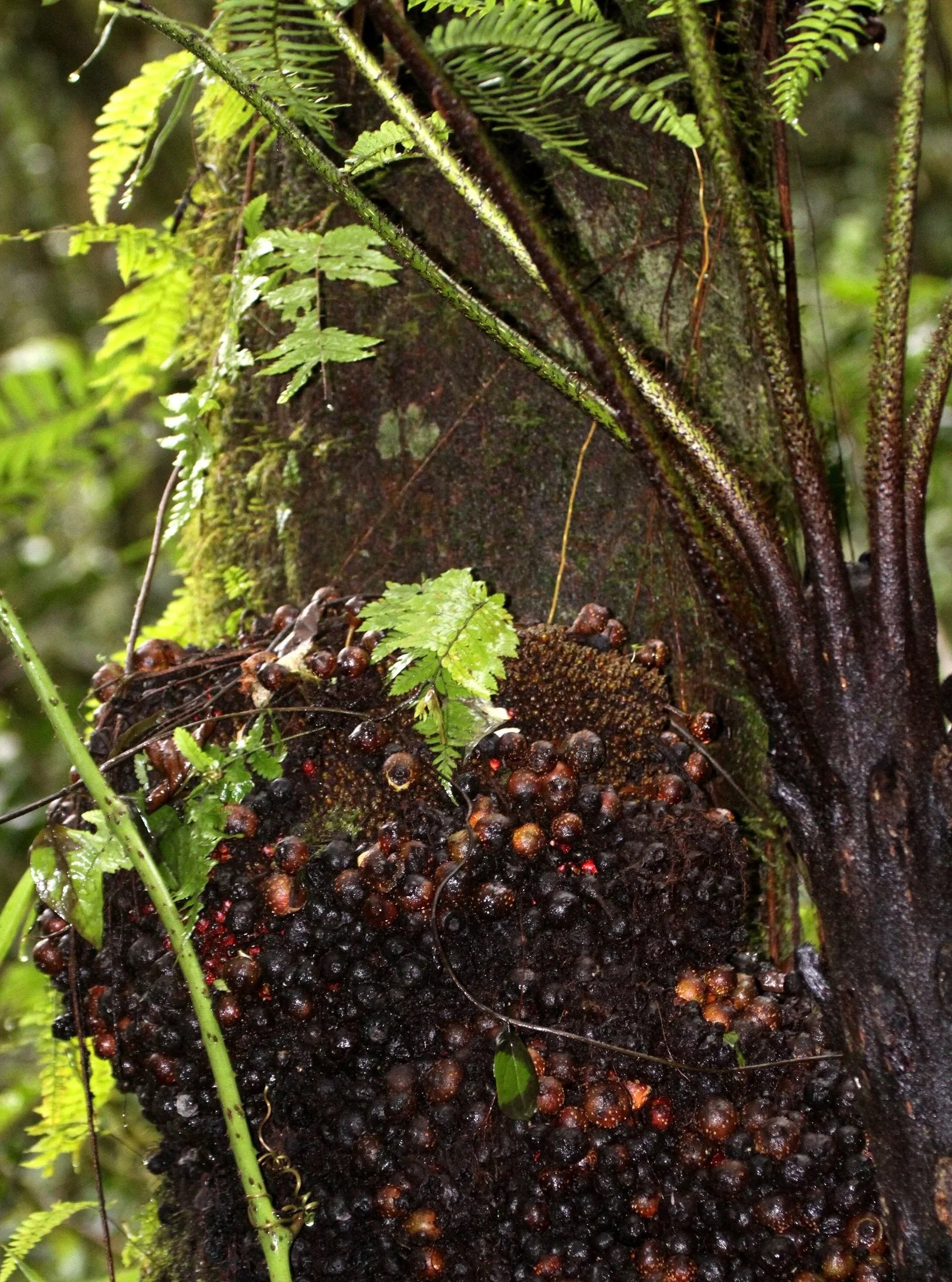 PLANT+-+FICUS+SPECIES+MAYBE+-+RANOMAFANA+NATIONAL+PARK+MADGASCAR.jpg