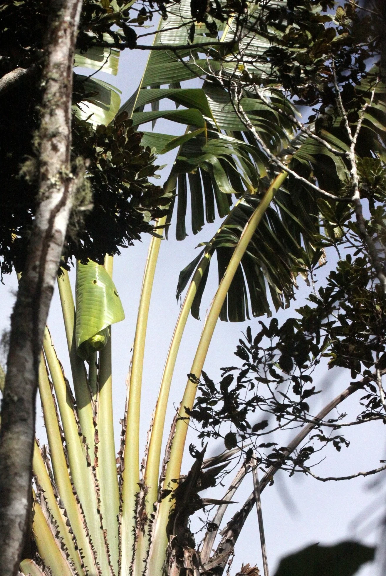 PLANT+-+PALM+-+RAVENALA+MADAGSCARIENSIS+-+TRAVELER+TREE+-+MANTADIA+NATIONAL+PARK+MADAGASCAR.jpg