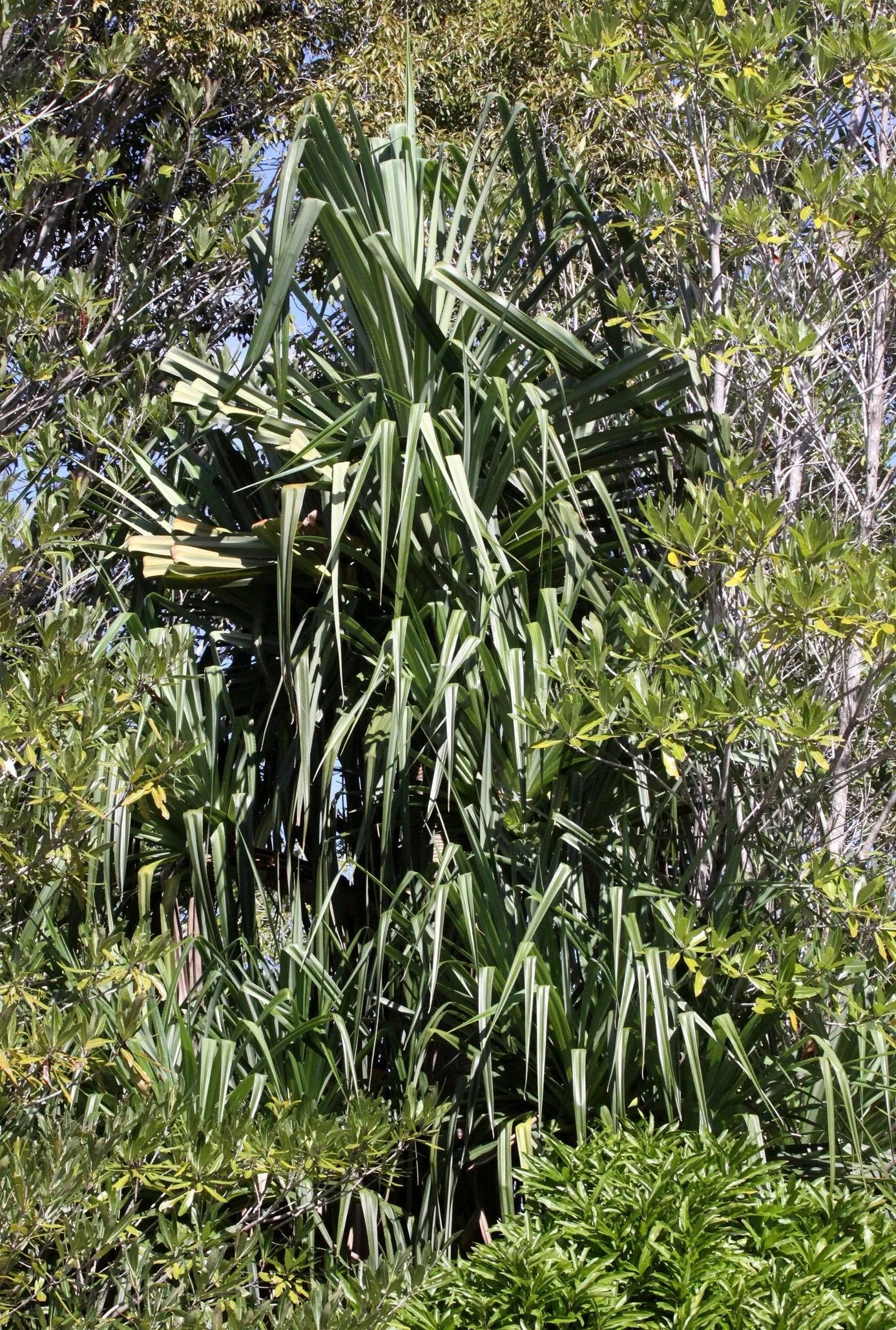 PLANT+-+PANDANUS+SPECIES+-+ANDOHAHELA+NATIONAL+PARK+MADAGASCAR.jpg