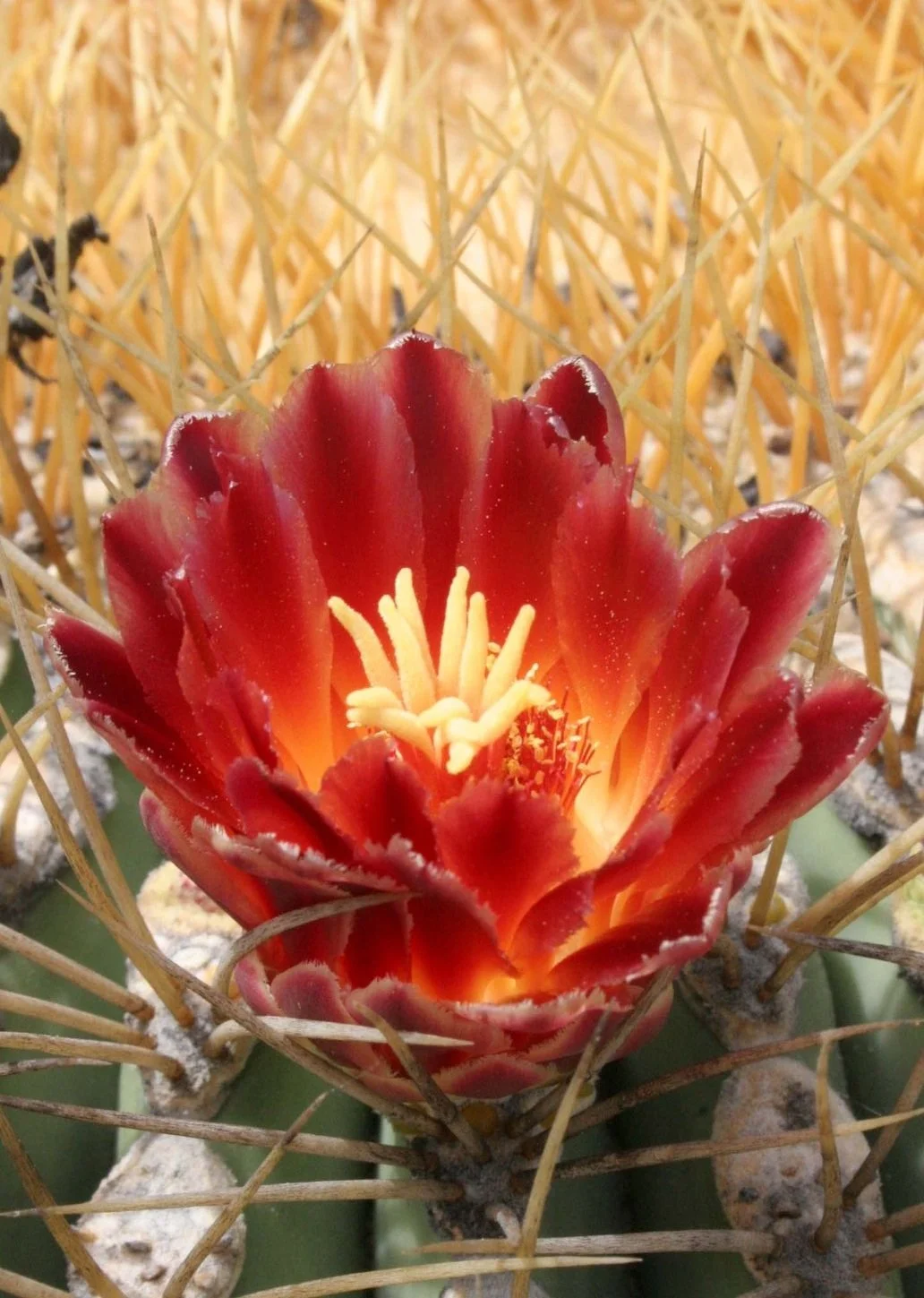 CACTACEAE+-+FEROCACTUS+DIGUETII+-+CATALINA+ISLAND+BARREL+CACTUS+-+ISLA+CATALINA+BAJA+MEXICO+%284%29.jpg