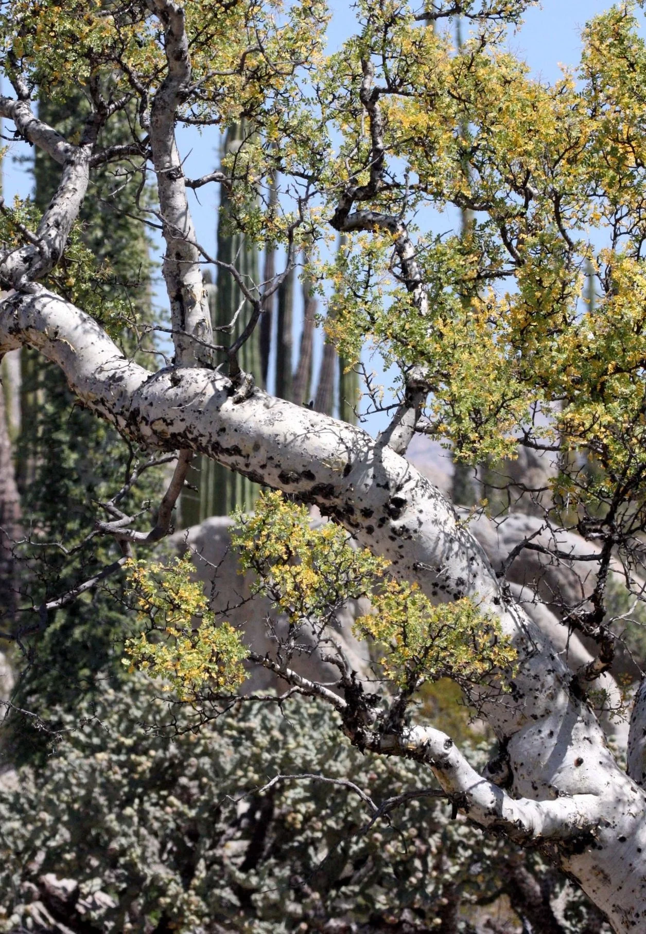 BURSERACEAE+-+BURSERA+ODORATA+-+ELEPHANT+TREE+-+CATAVINA+DESERT+BAJA+MEXICO+%287%29.jpg