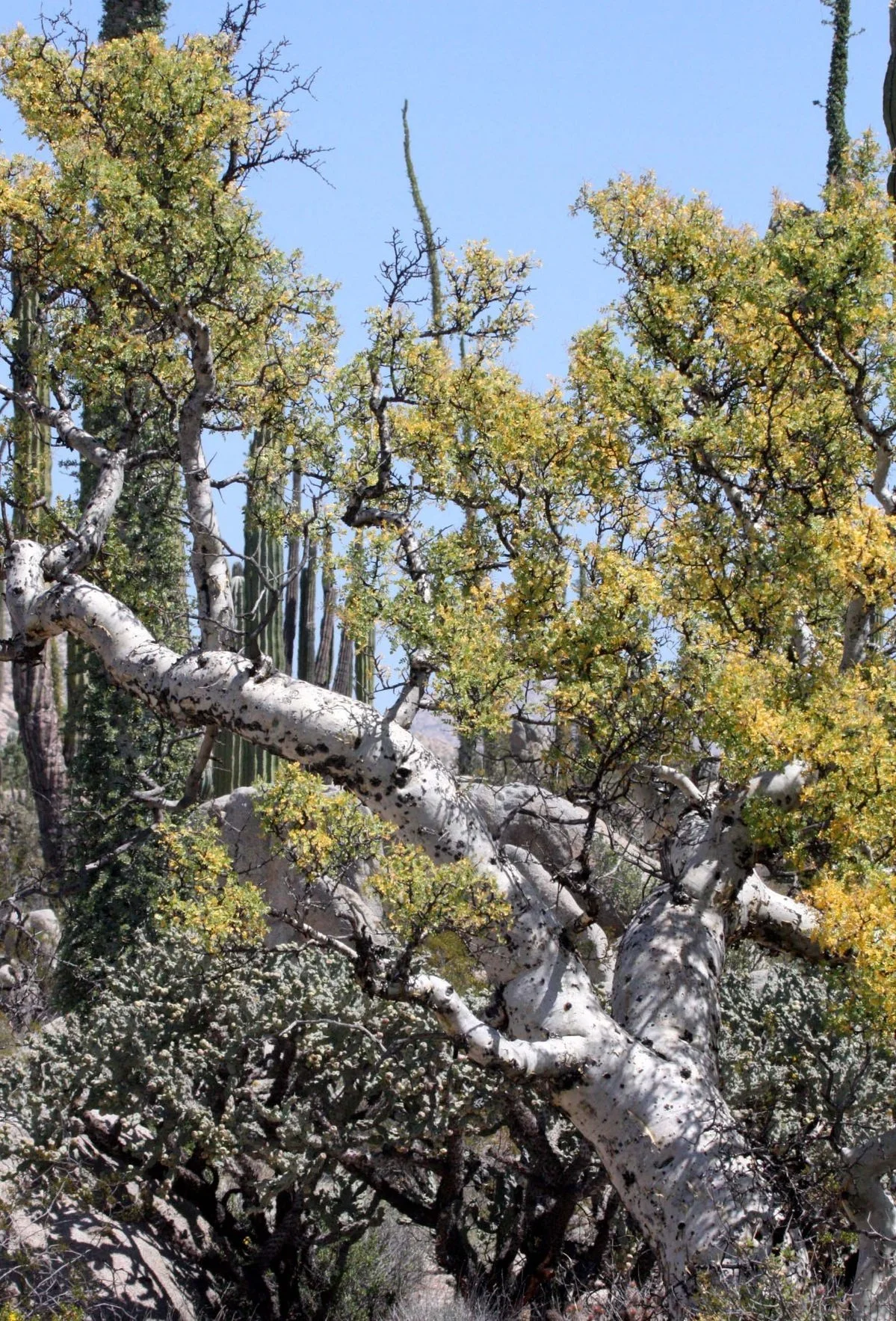 BURSERACEAE+-+BURSERA+ODORATA+-+ELEPHANT+TREE+-+CATAVINA+DESERT+BAJA+MEXICO.jpg