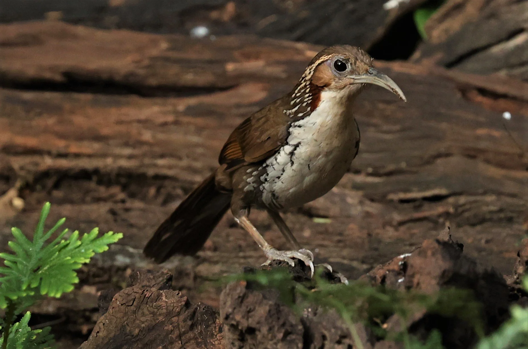 SCIMITAR BABBLER - Erythrogenys hypoleucos - LARGE SCIMITAR BABBLER - NUY HIDE NEAR KAENG KRACHAN FEB 2022 (32).jpg