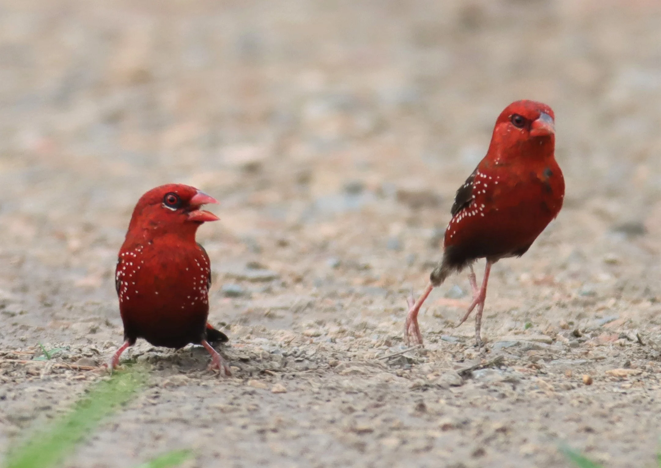 RED AVADAVAT - Amandava amandava - PATHUM THANI RICE RESEARCH CENTER SEP 3 2021 (3).jpg
