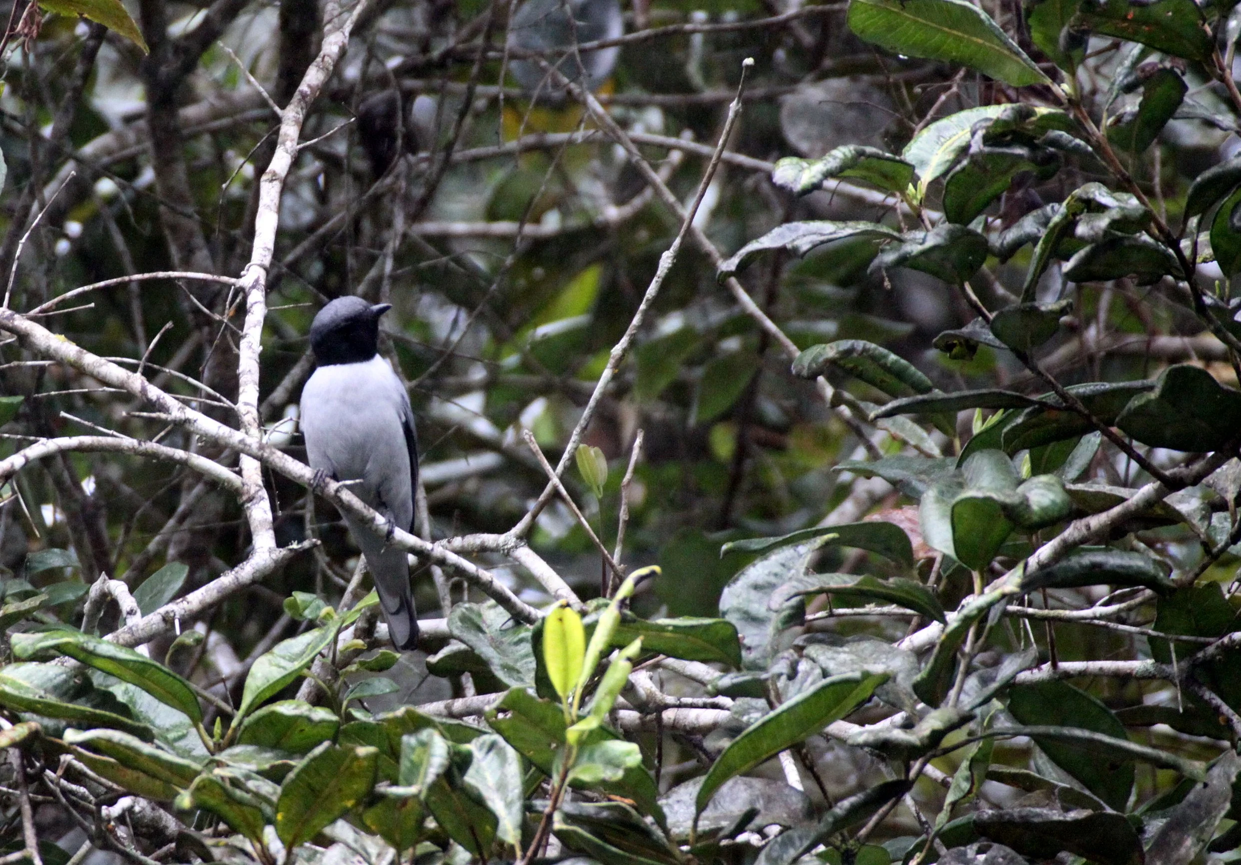 Madagascar Cuckooshrike (Ceblepyris cinereus) Mantadia NP Madagascar (3).JPG