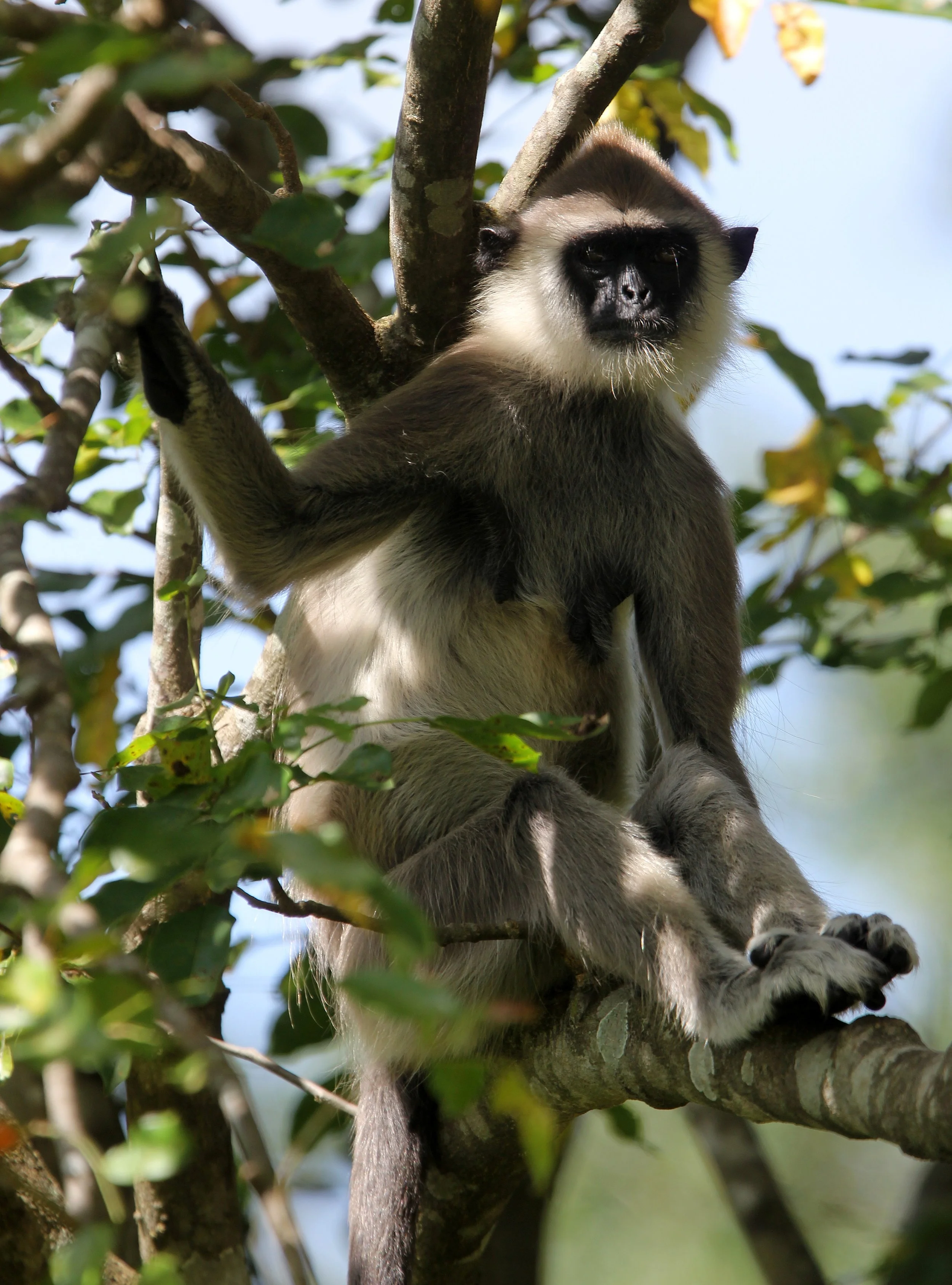 CERCOPITHECIDAE - Semnopithecus priam thersites - SRI LANKAN GRAY (TUFTED) LANGUR - SRIGIRIYA FOREST AND FORTRESS AREA SRI LANKA (58).JPG
