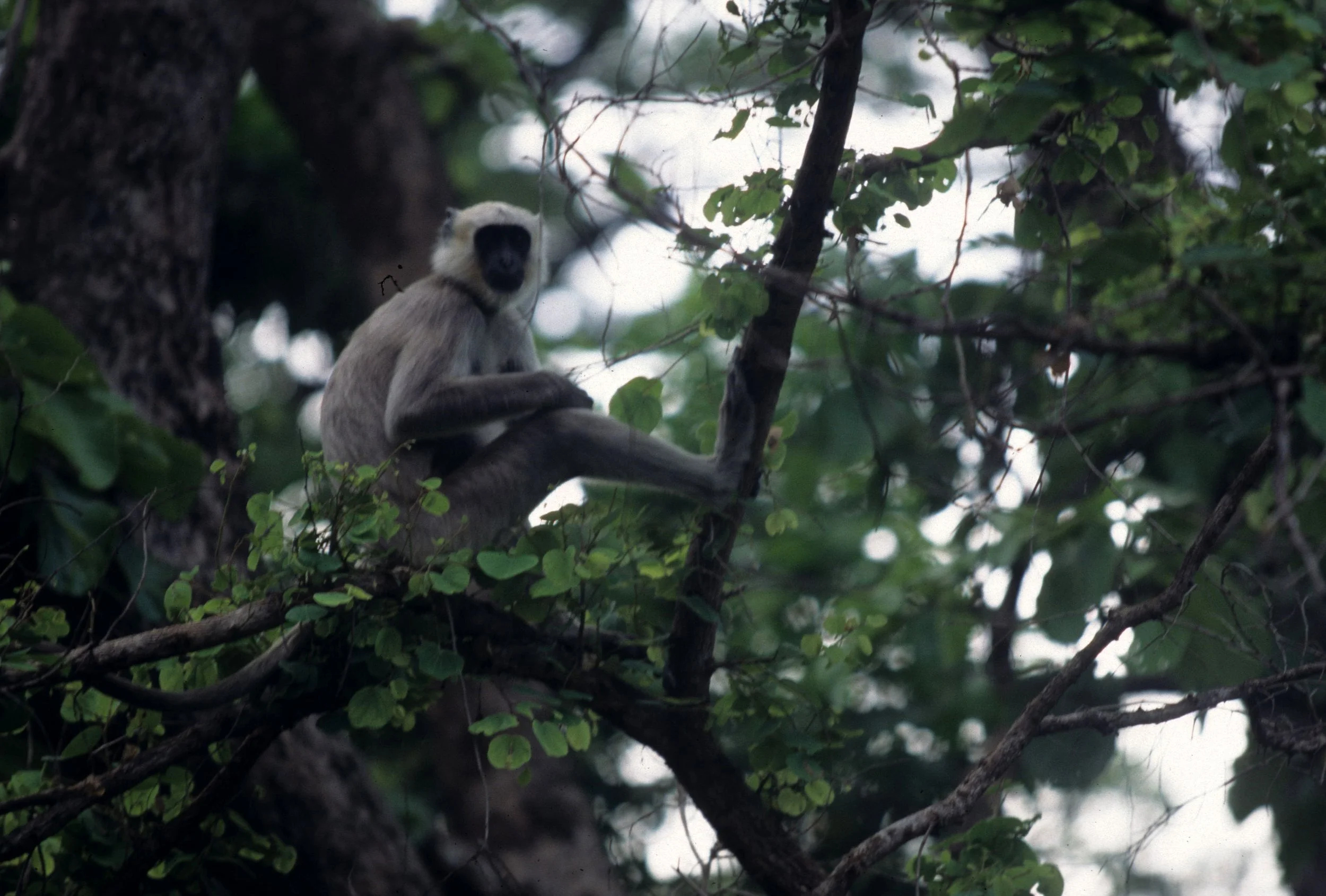 PRIMATE - LANGUR SPECIES - CHITWAN NEPAL A.jpg