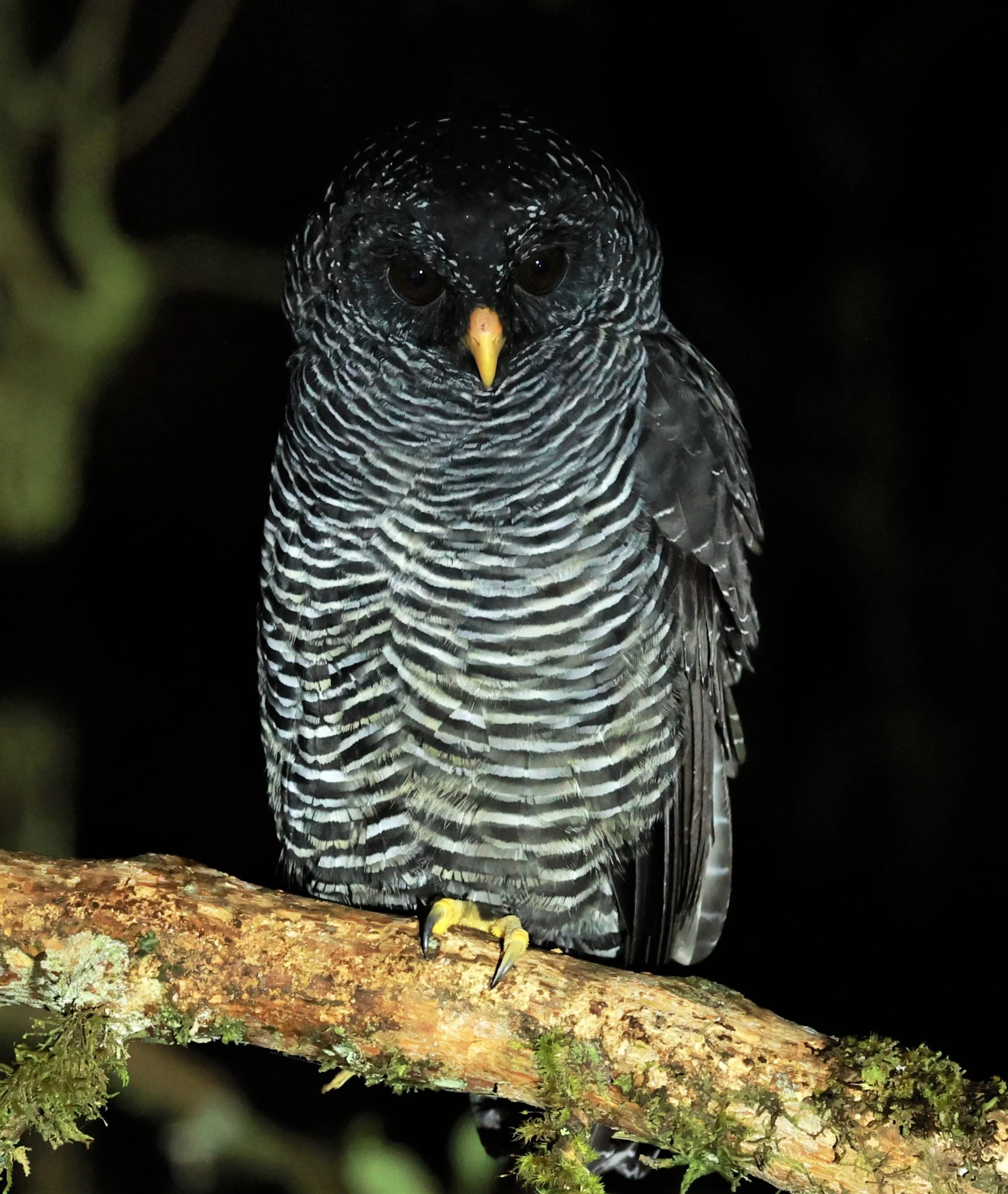 Owl - Black-banded Owl - Strix huhula - San Isidro Lodge, Ecuador (49).jpg
