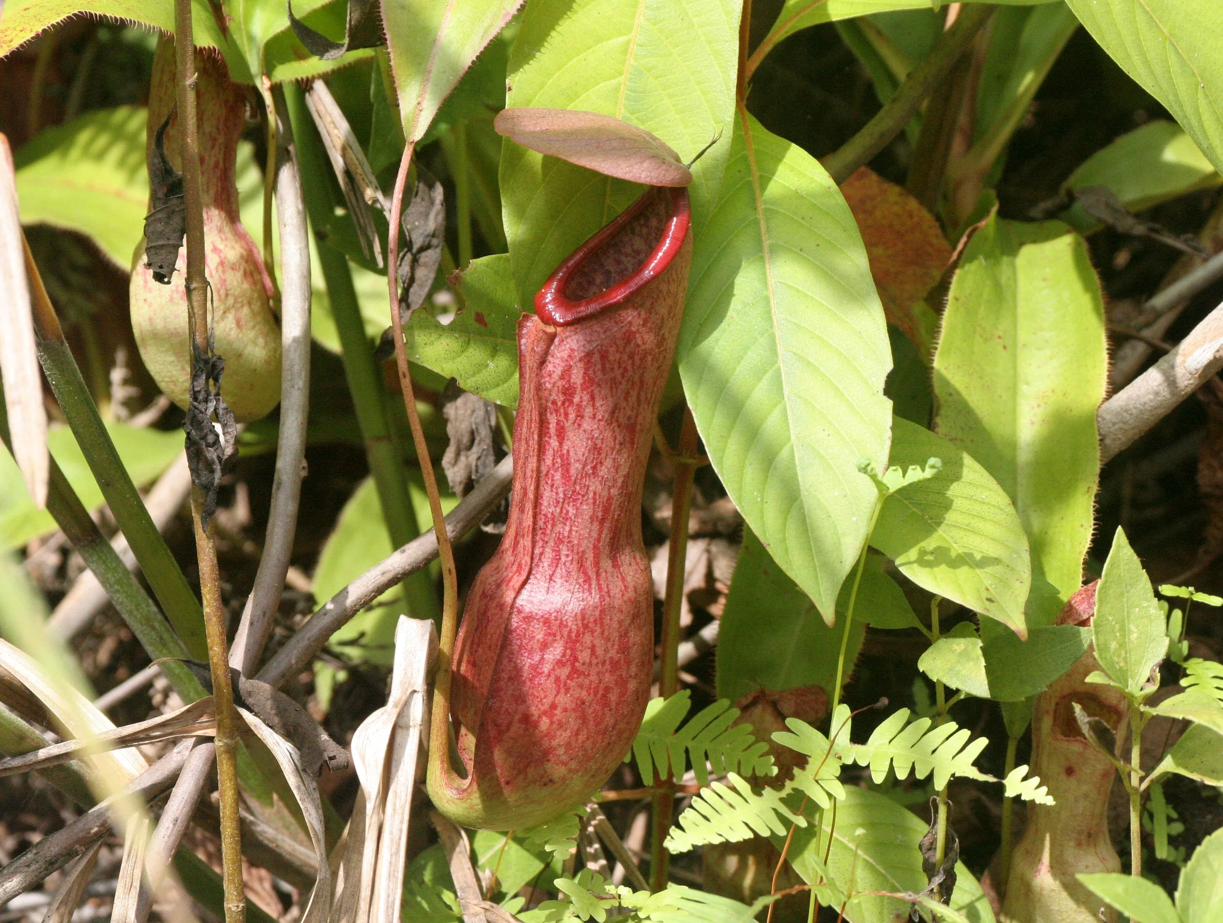 TABIN WILDLIFE RESERVE BORNEO - NEPENTHES SPECIES - PITCHER PLANT (2).JPG